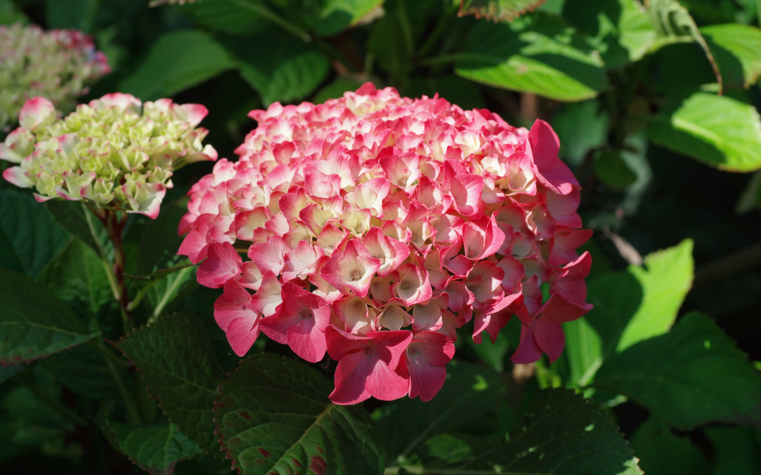 Розовая гортензия на клумбе в лучах солнца