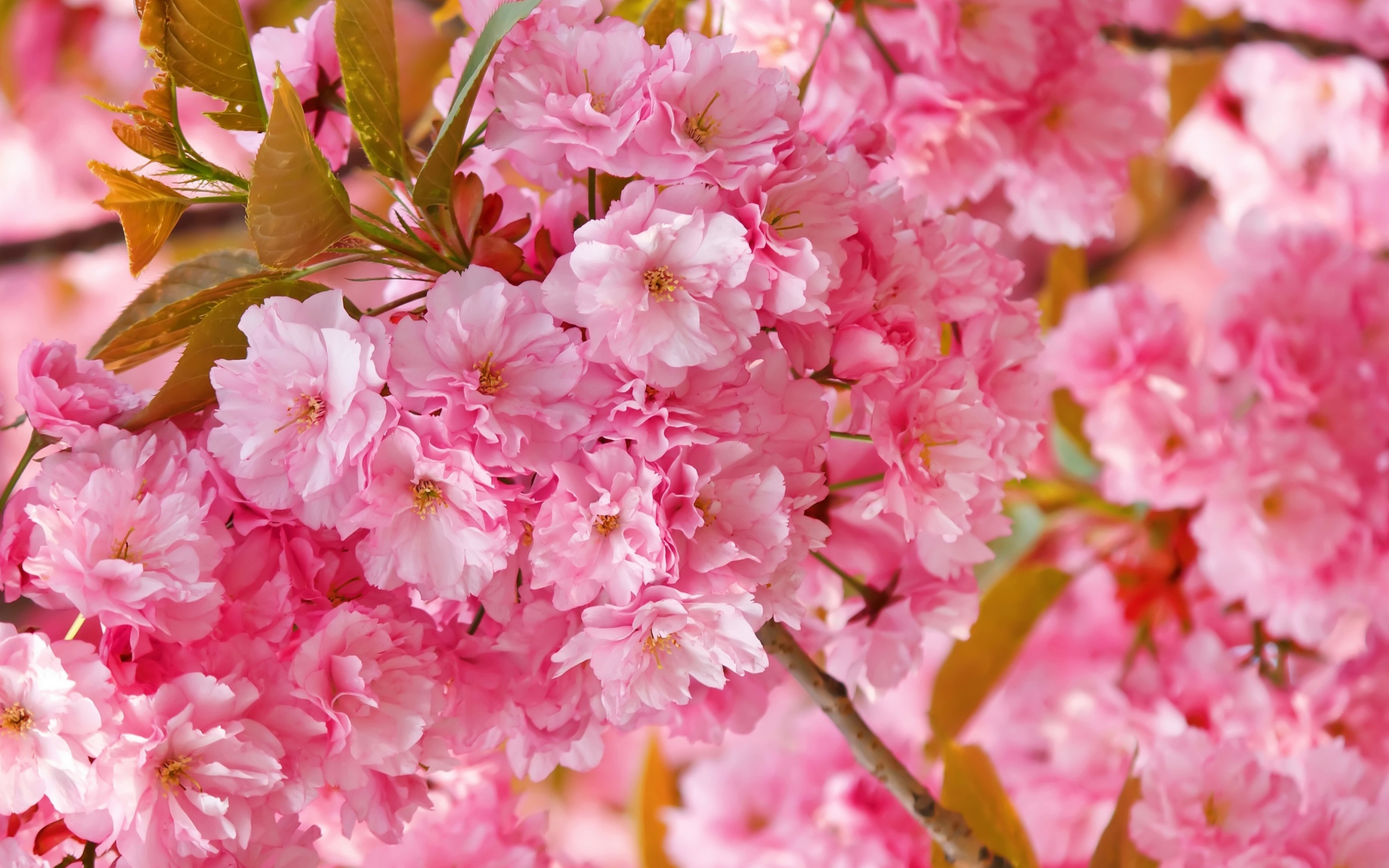 Розовые цветы луизеания на ветке с зелеными листьями