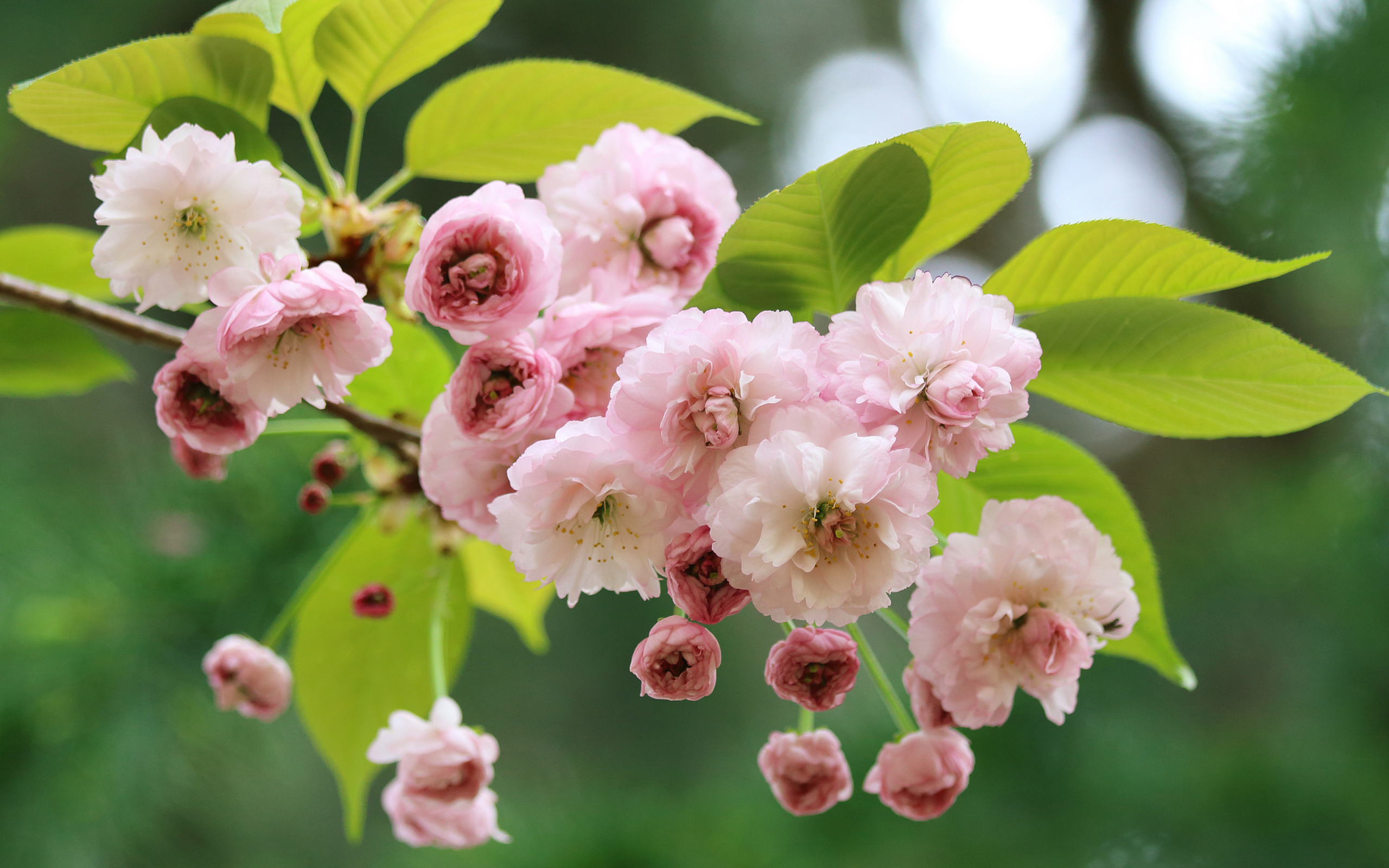 Розовые цветы луизеания с зелеными листьями на ветке 