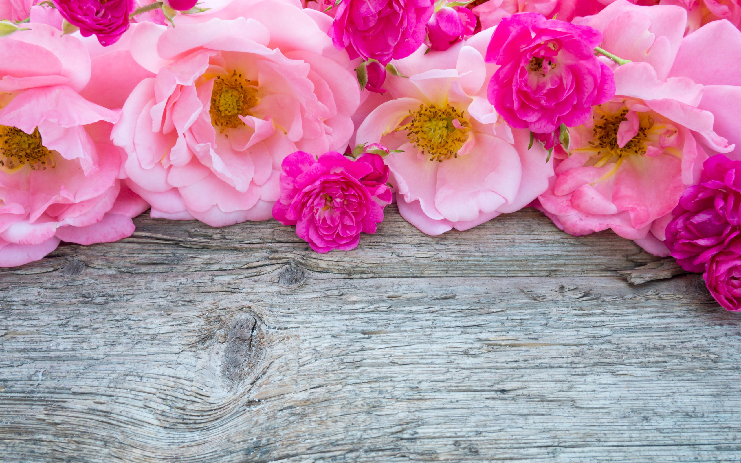 Розовые цветы парковой розы на деревянном столе 