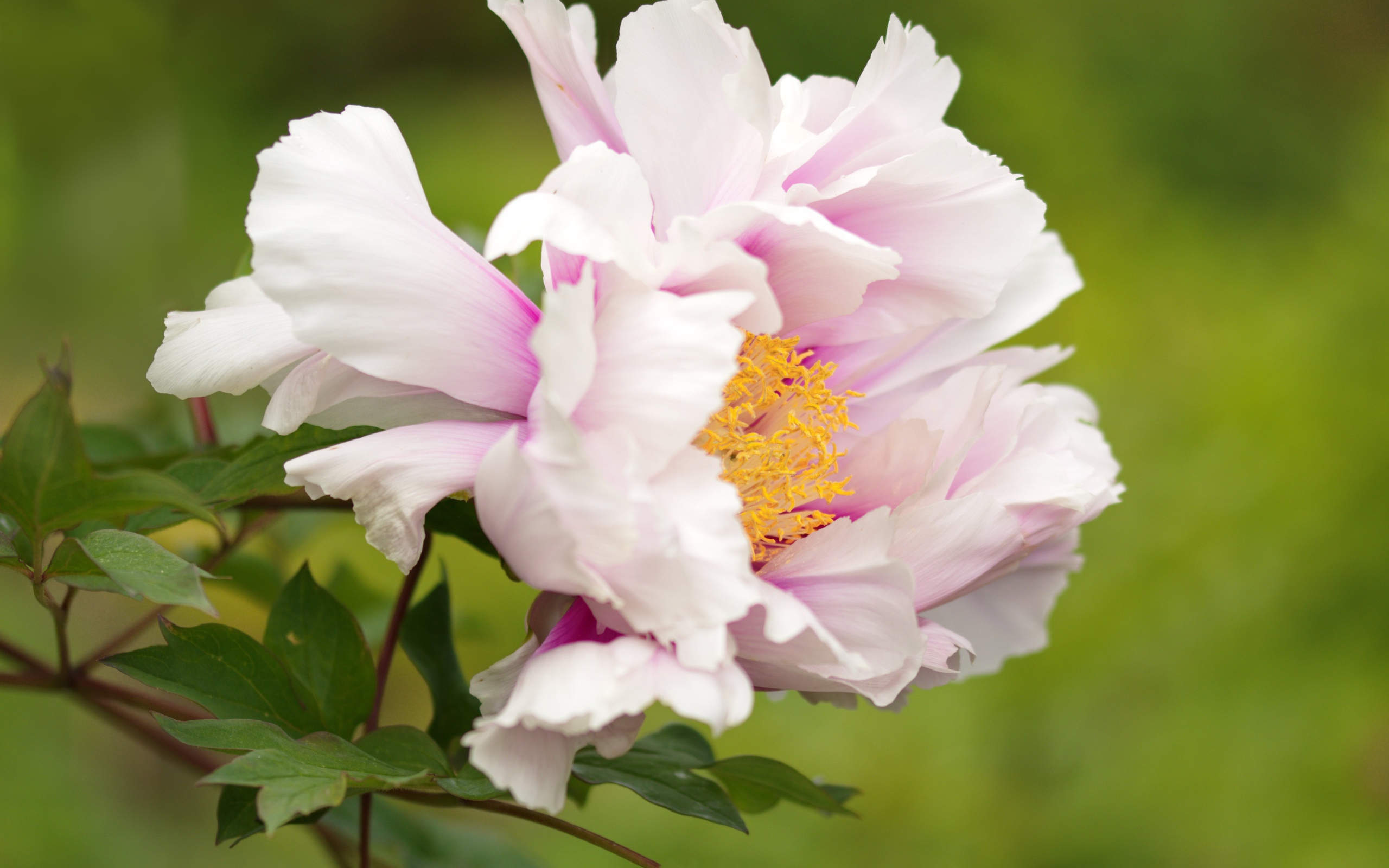 Розовый пион на зеленом фоне