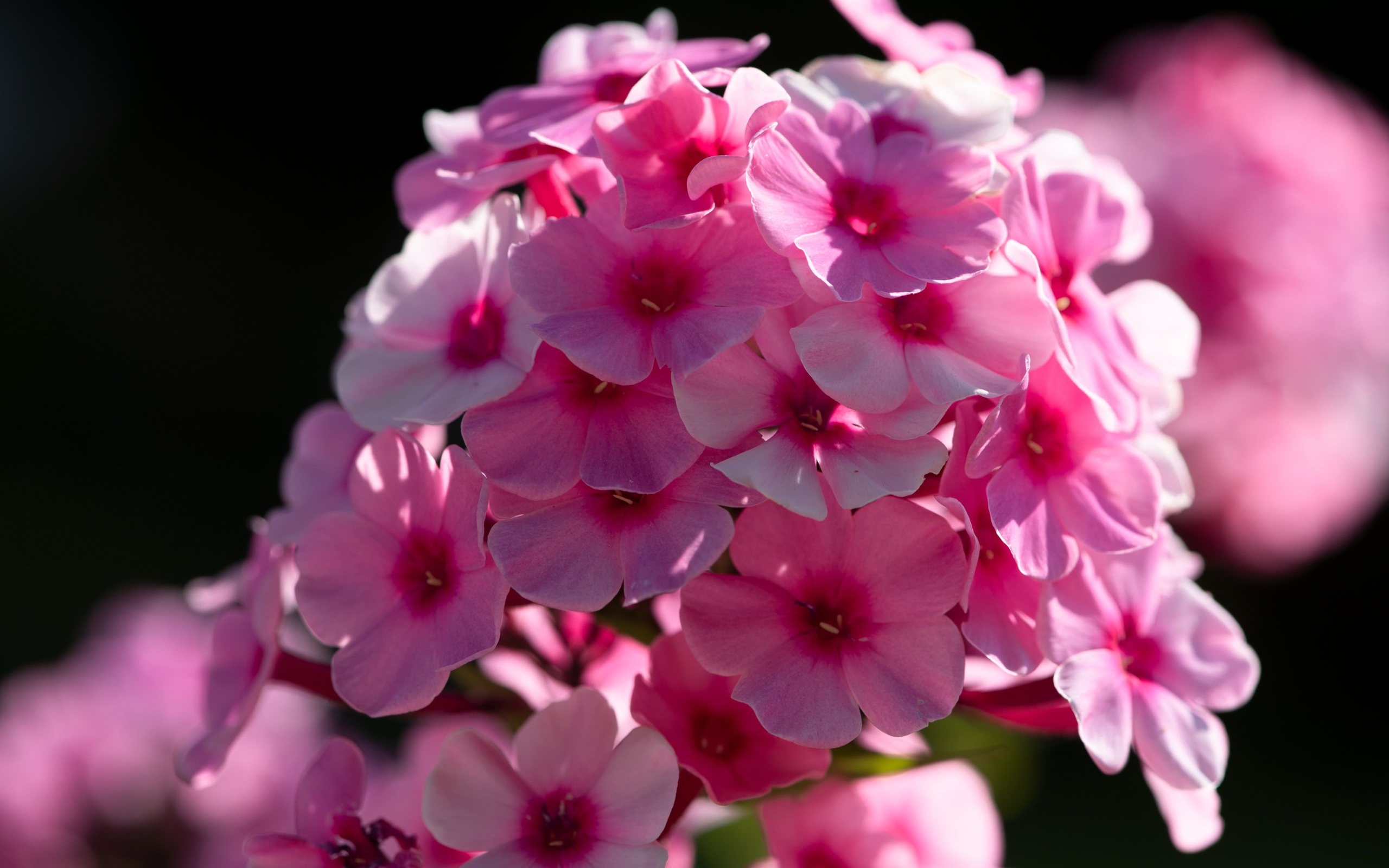 Розовый цветок флоксы в лучах солнца 