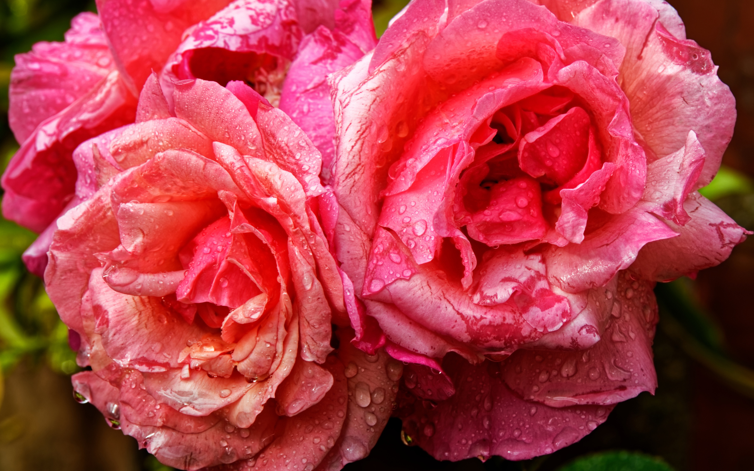 Розовые розы в каплях дождя крупным планом