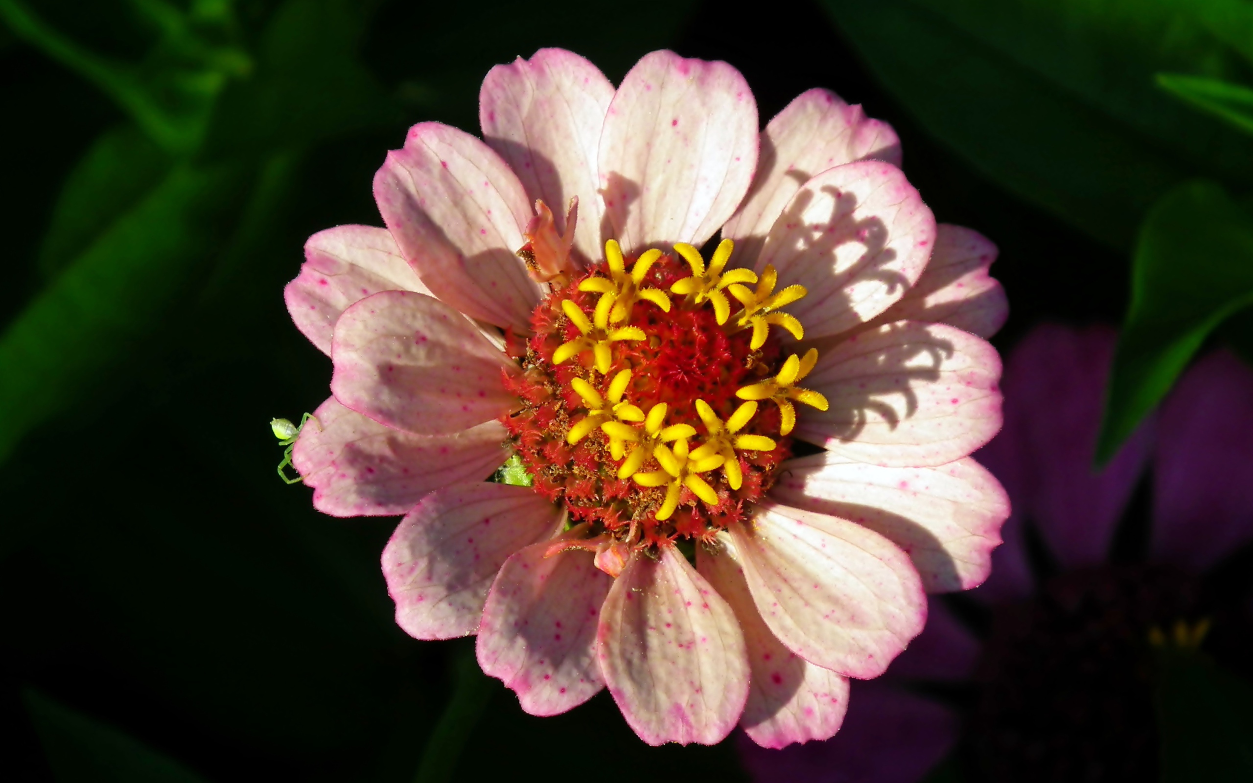 Розовый цветок циннии в лучах солнца