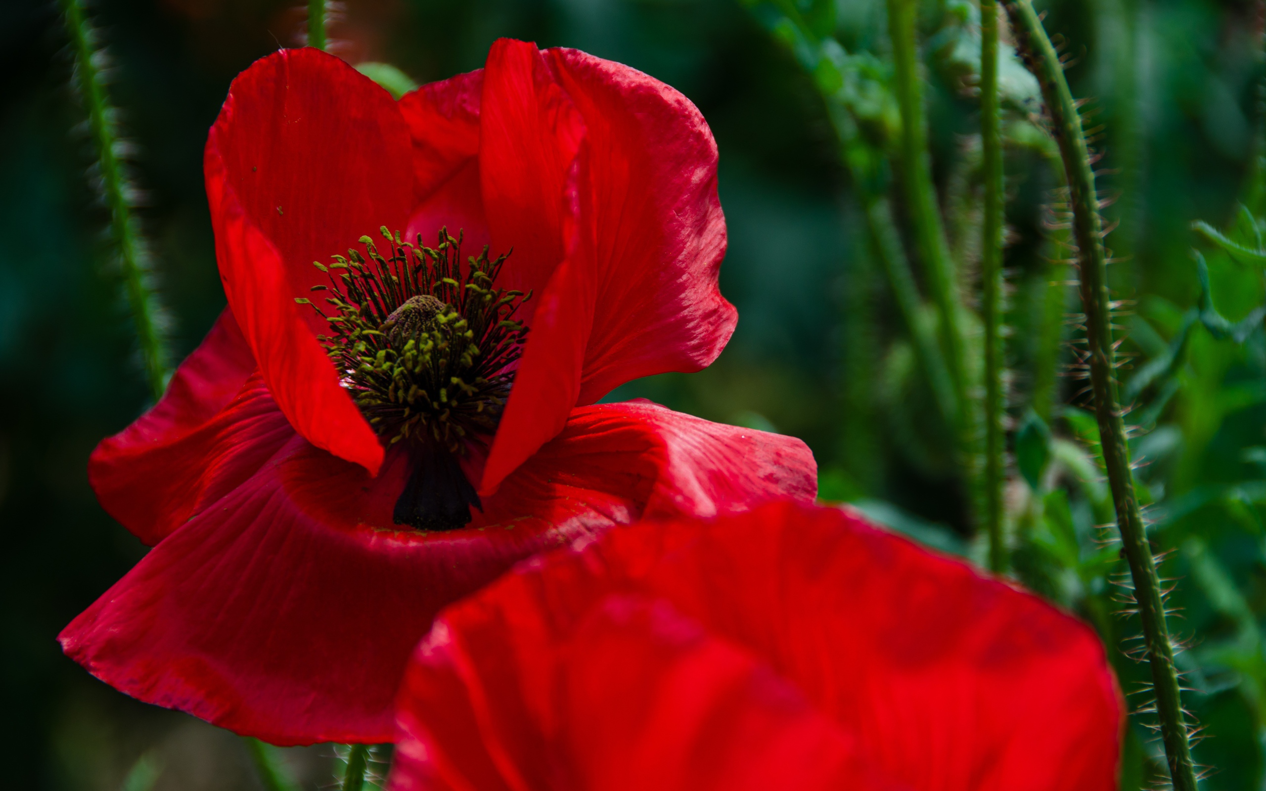 Цветок мака с красными лепестками крупным планом 