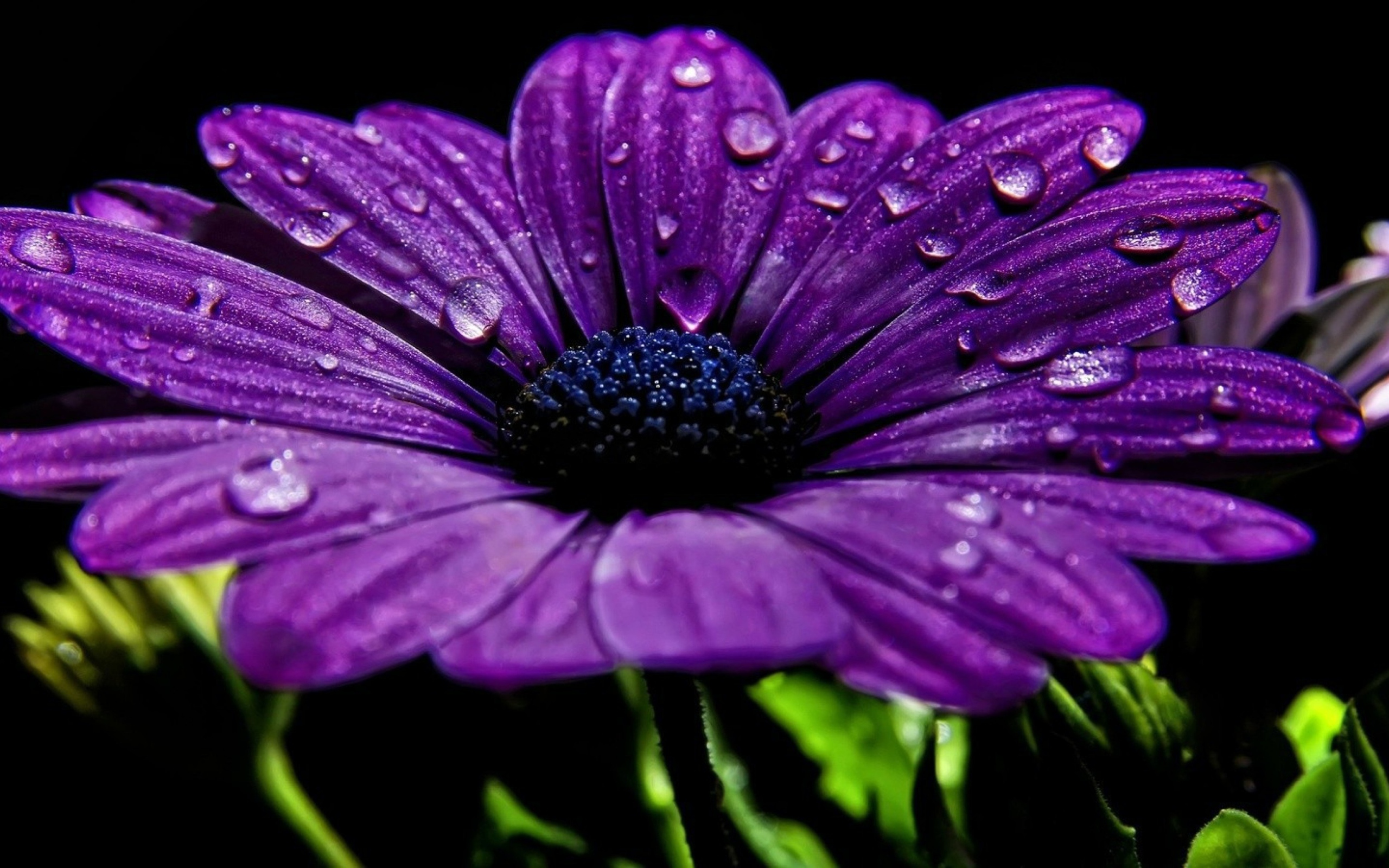 Фиолетовый цветок с каплями росы на лепестках 