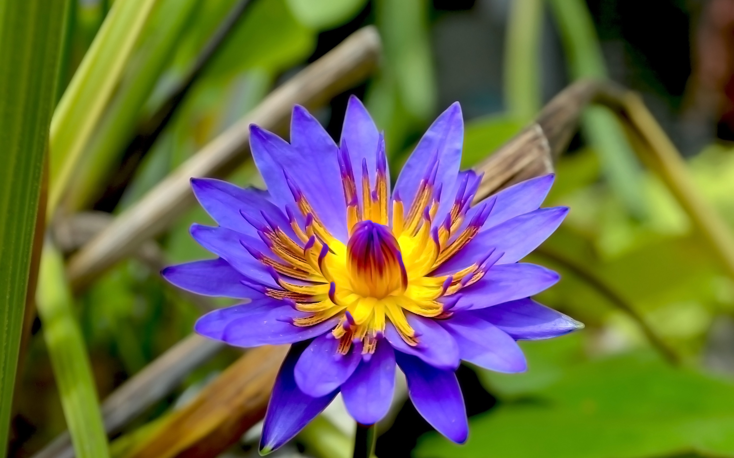 Фиолетовый цветок лотоса в зеленых листьях крупным планом