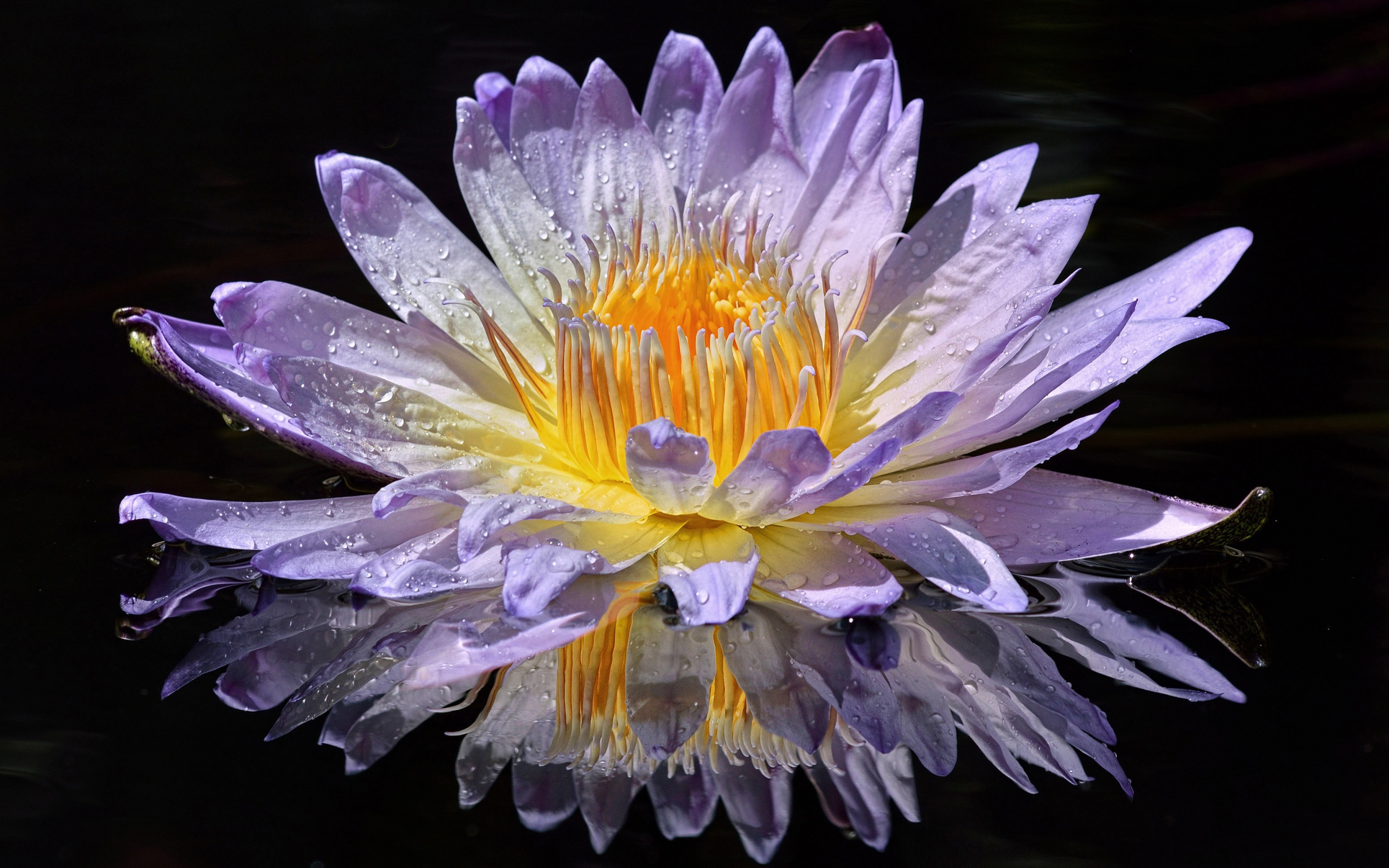 Purple lotus flower in the sun in water