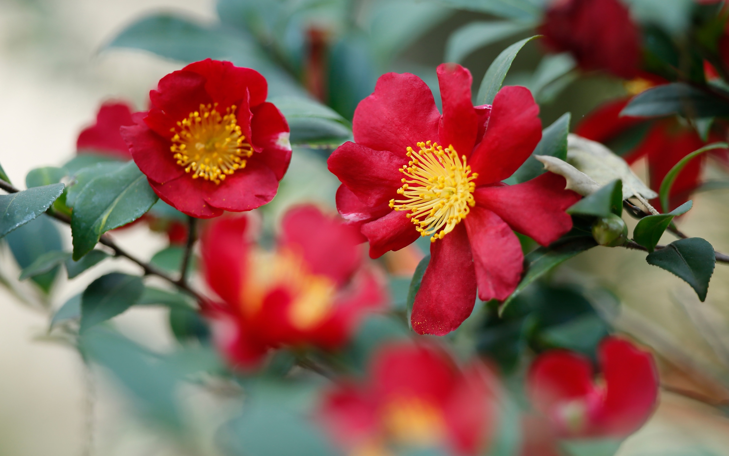 Красные цветы камелия с зелеными листьями 