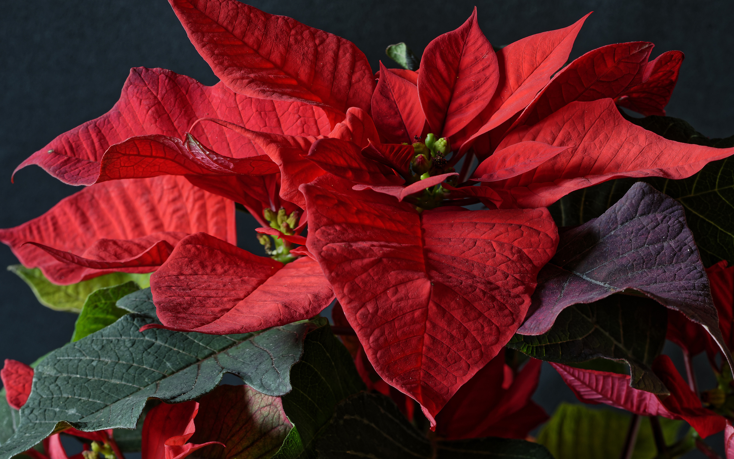 Красные цветы молочай в комнате