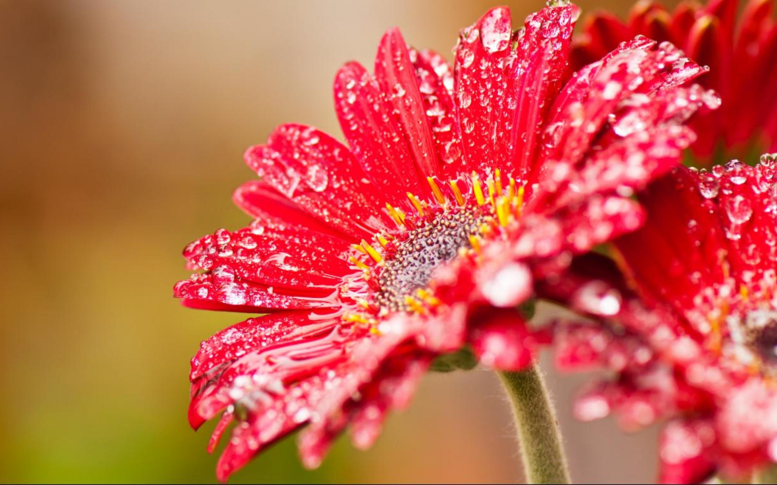Красный цветок герберы с мокрыми лепестками