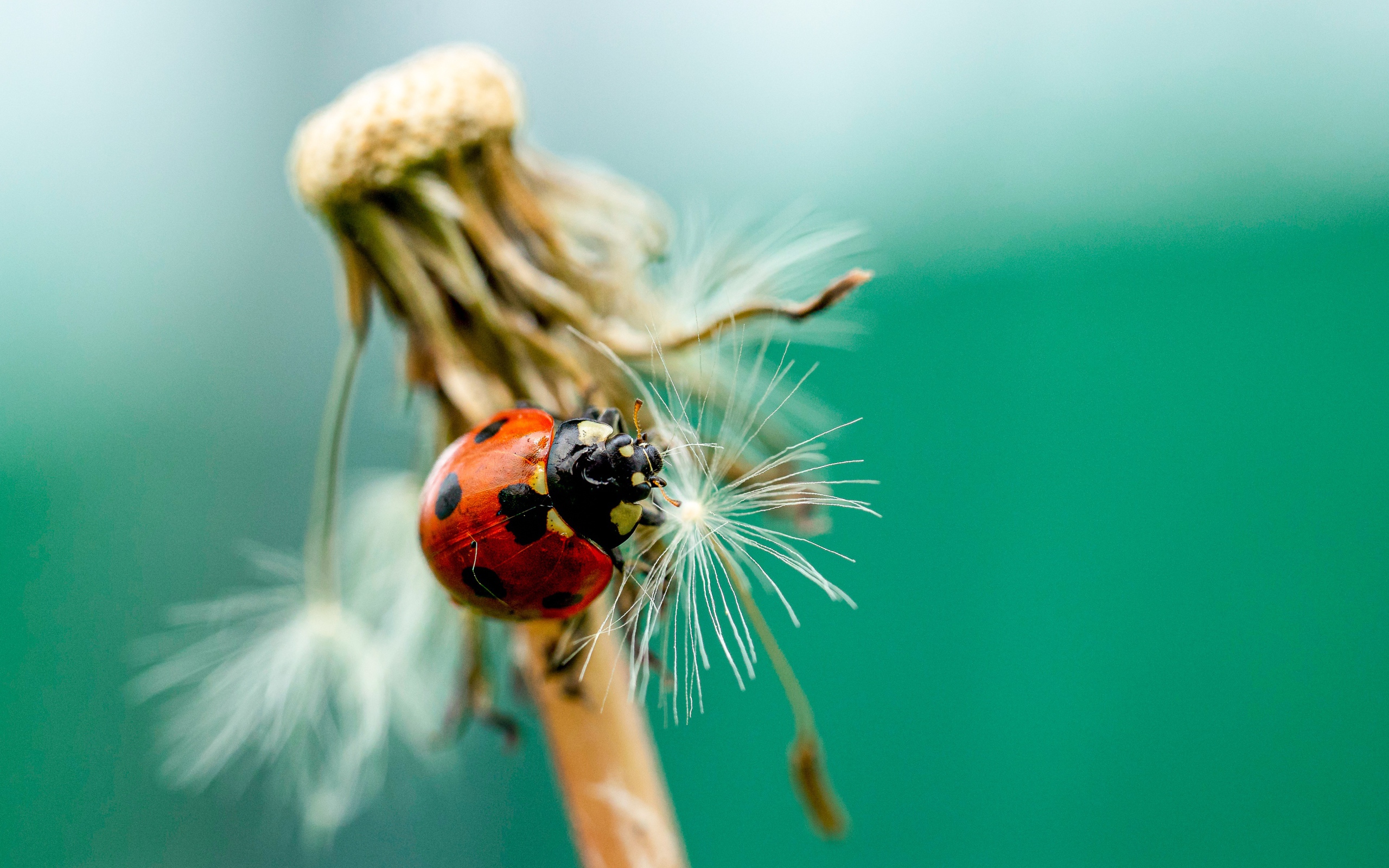 Красная божья коровка на одуванчике