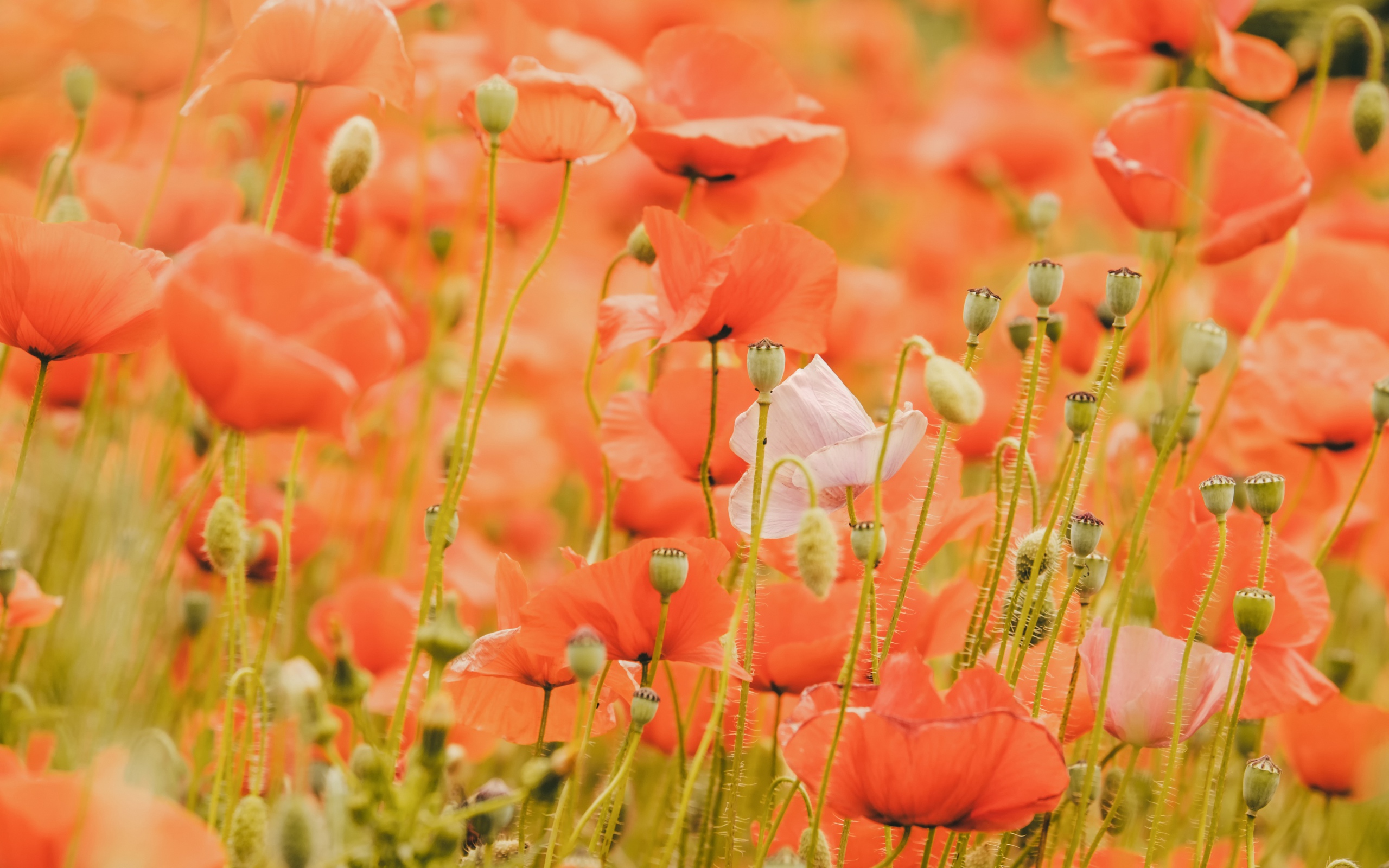 Красные маки на поле крупным планом