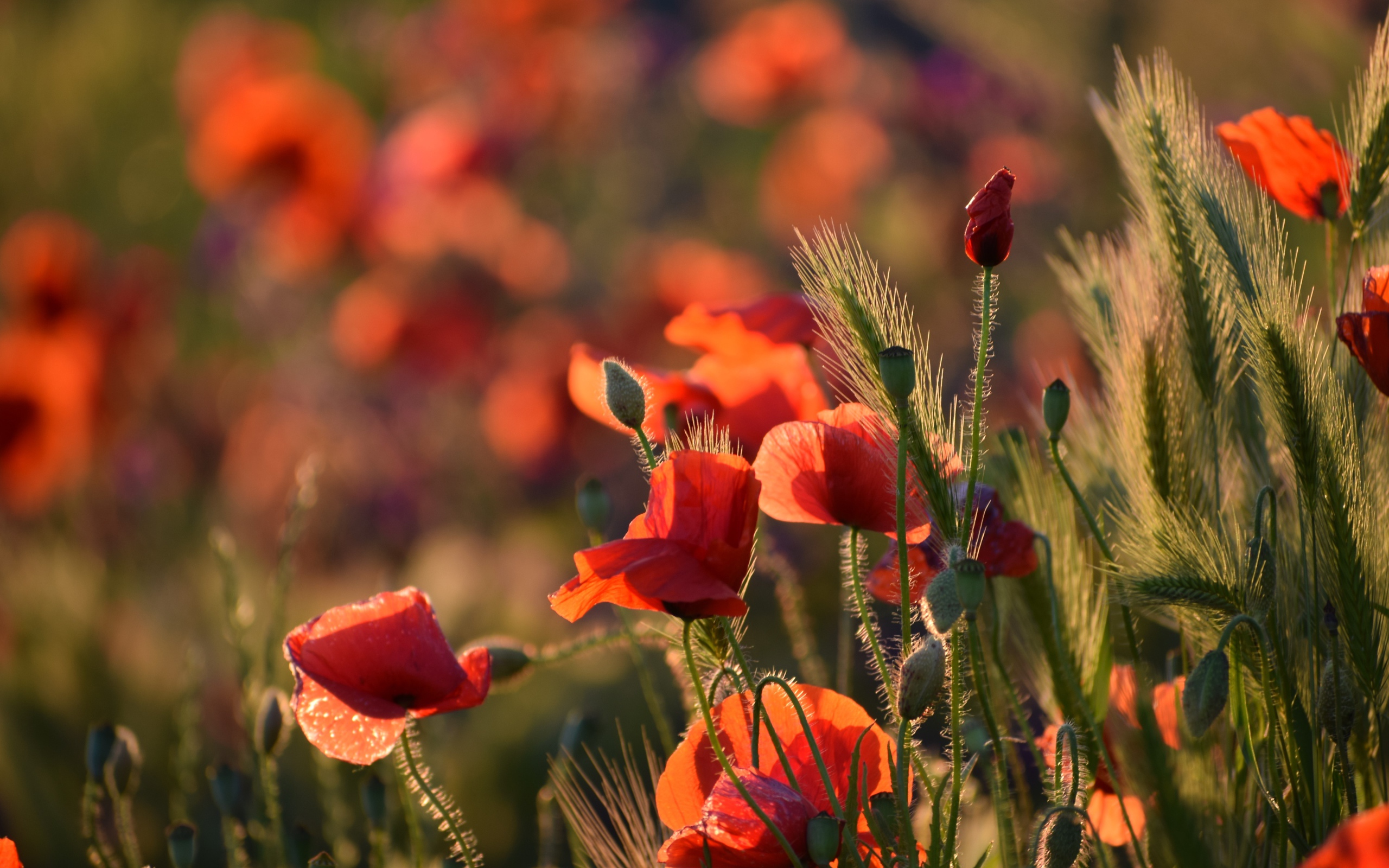 Красные маки с зелеными колосками в лучах солнца