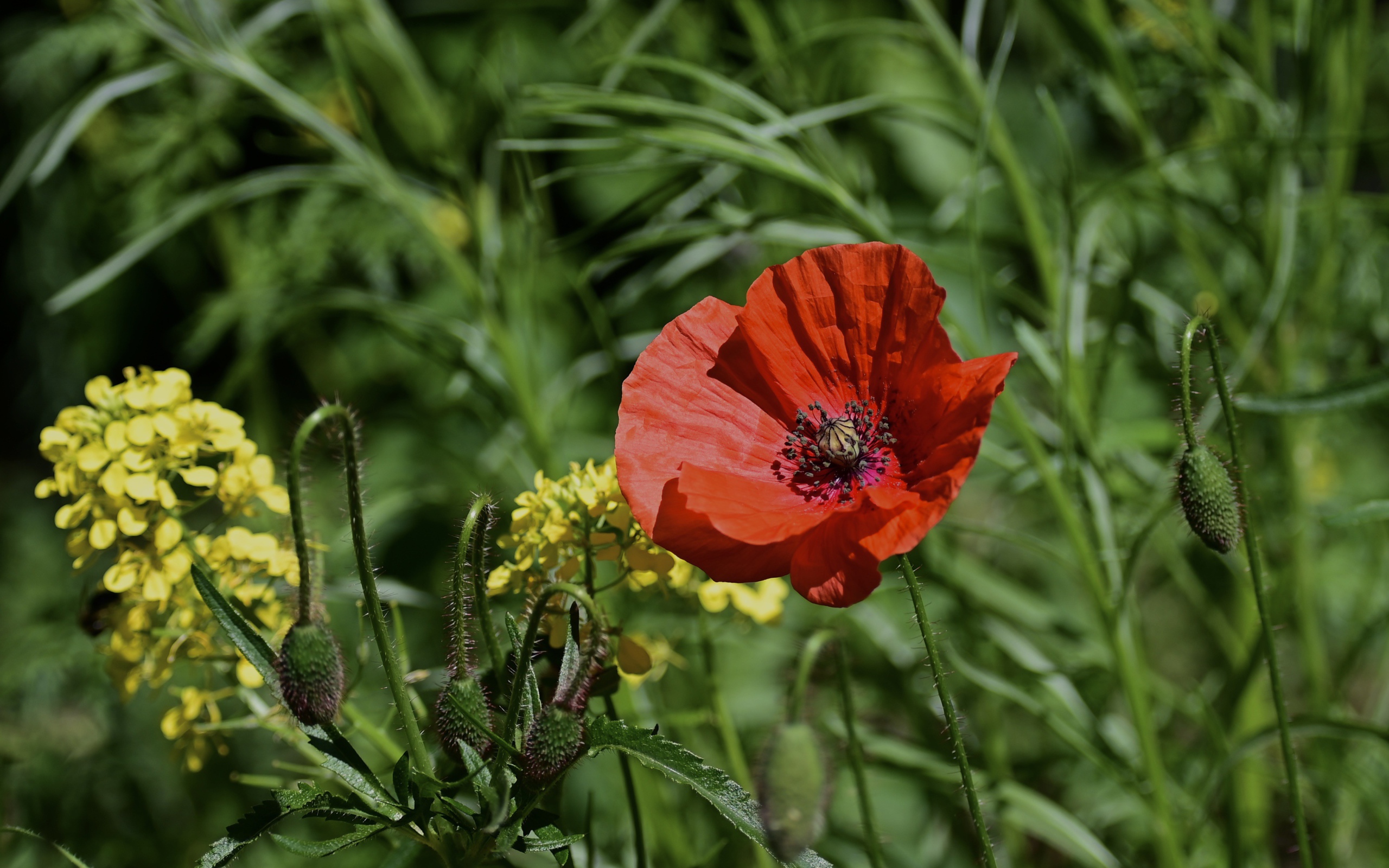 Красный мак с бутонами и полевой травой в лучах солнца
