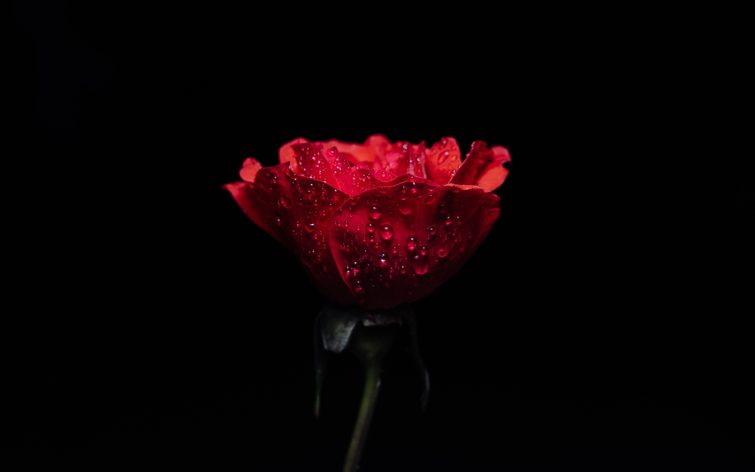 Красная роза в каплях росы на черном фоне