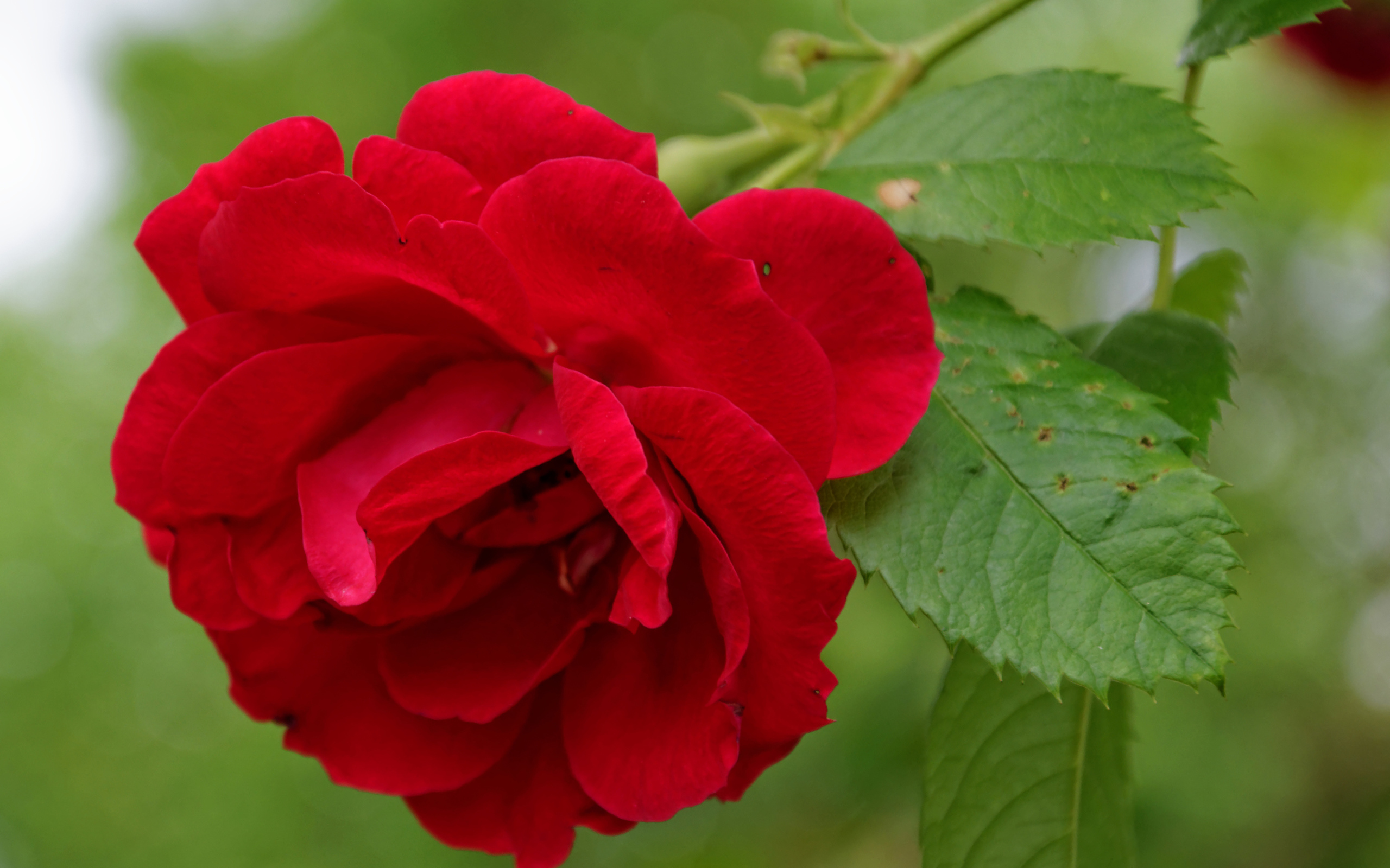 Алая роза с зелеными листьями крупным планом