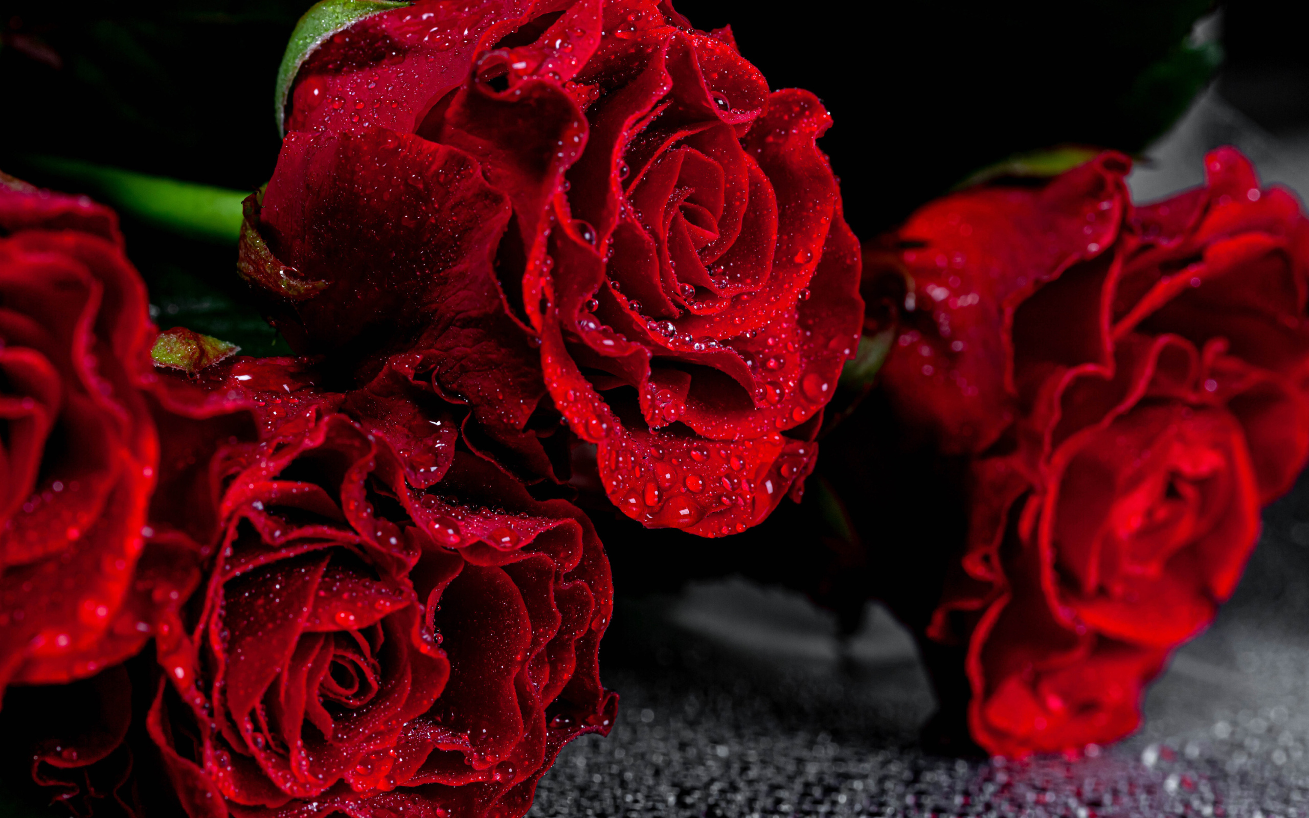 Алые розы крупным планом в каплях воды  