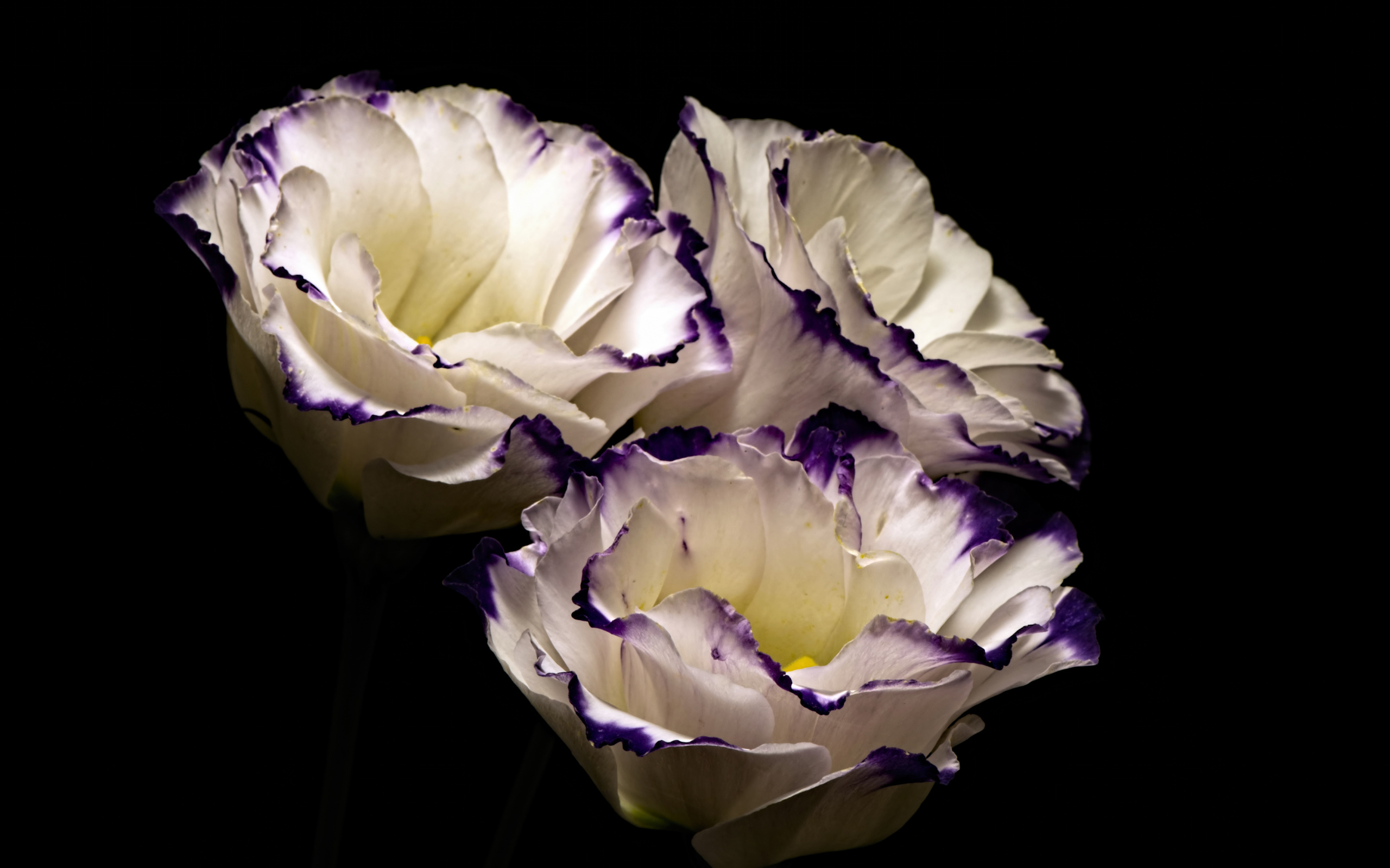 Три нежных  цветка эустомы на черном фоне