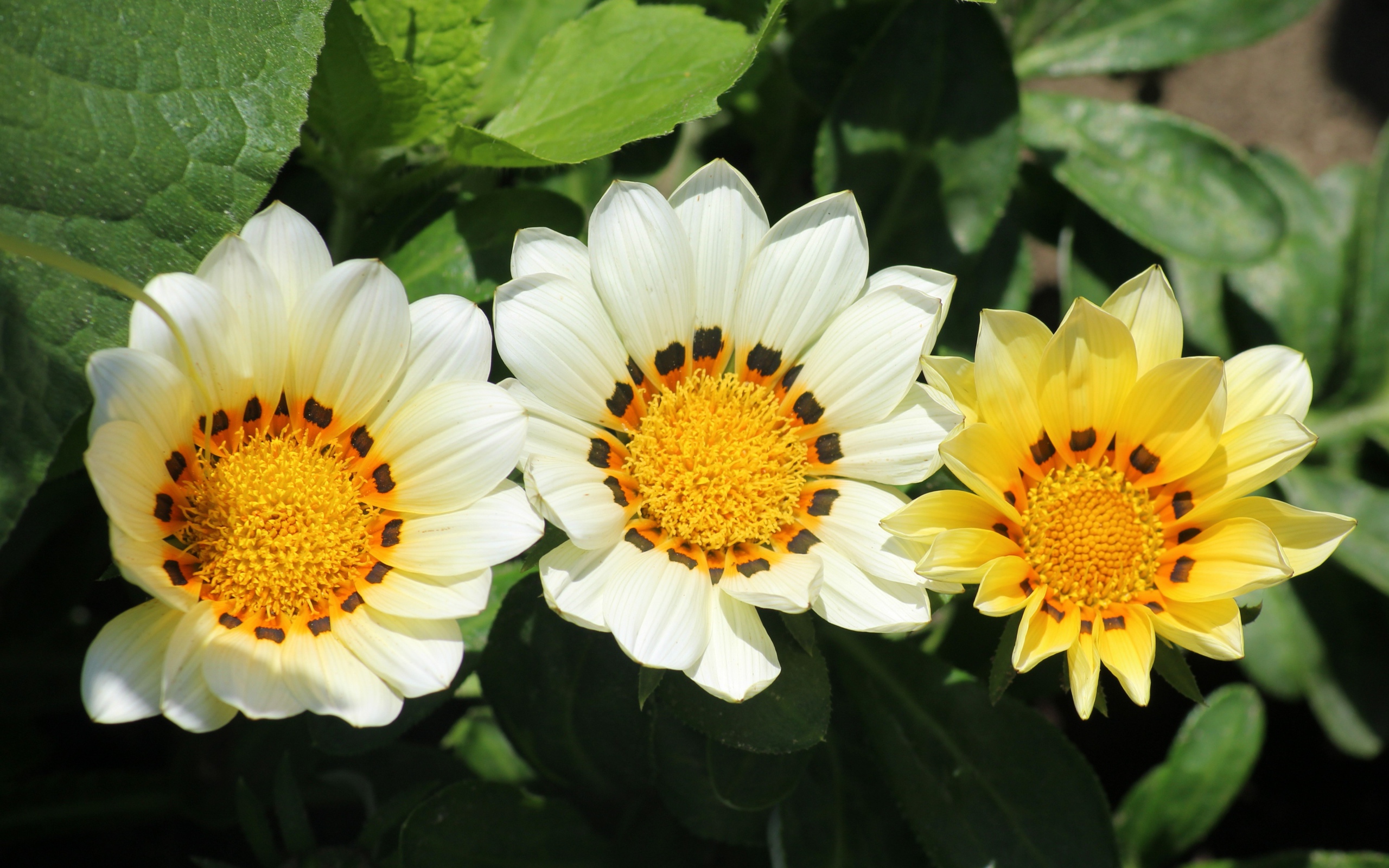 Три цветка газании в зеленых листьях на клумбе