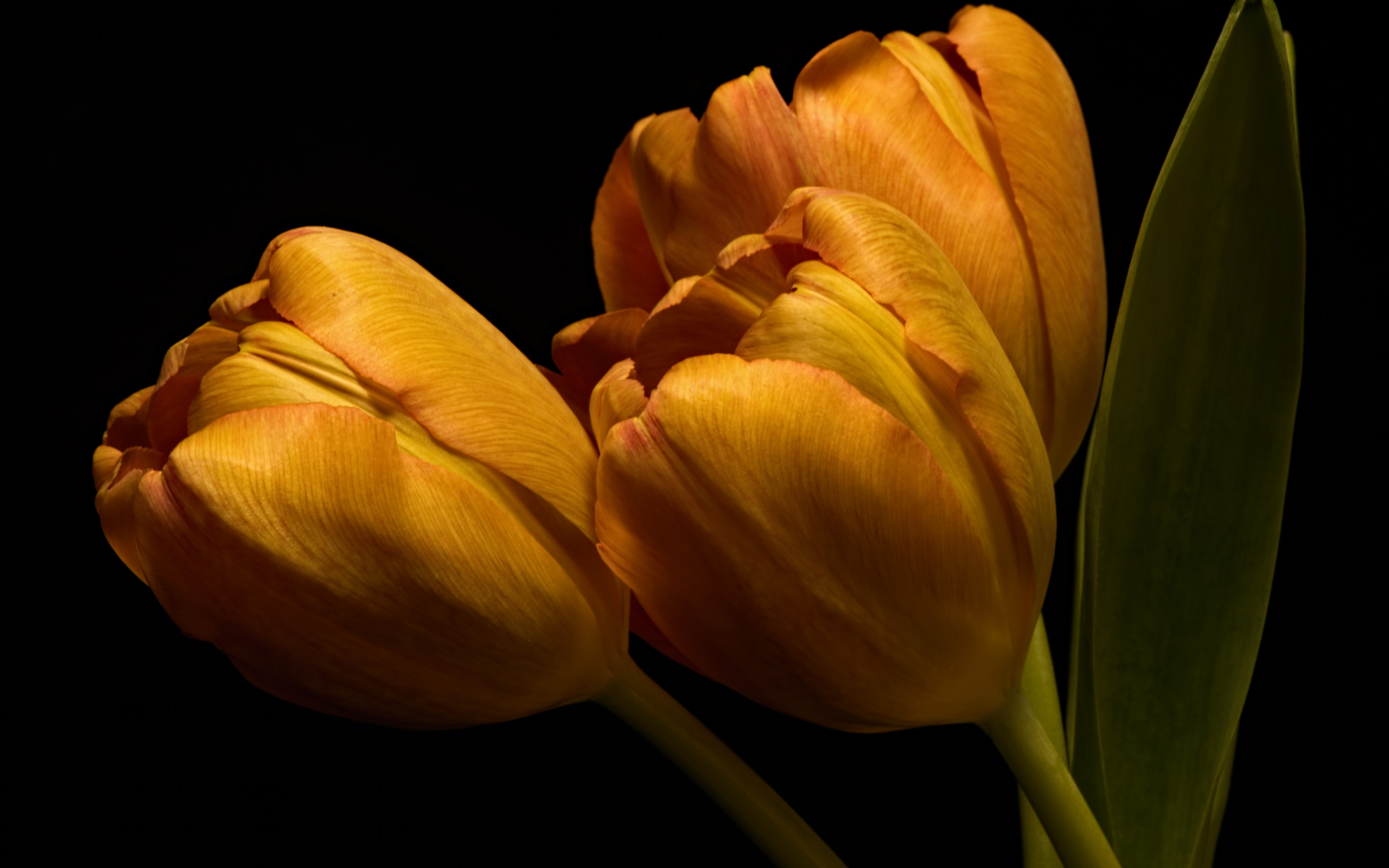 Три оранжевых тюльпана с зелеными листьями на черном фоне