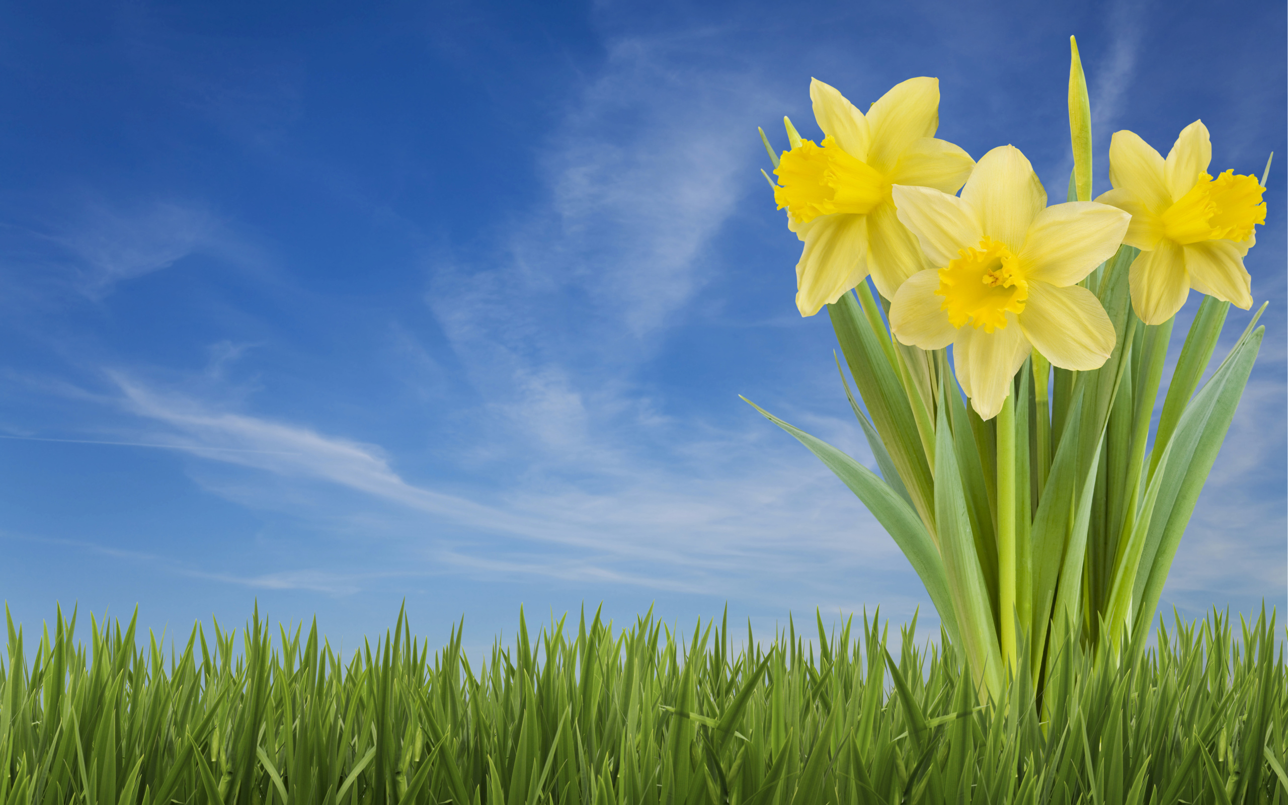 Три желтых цветка нарцисса в зеленой траве на фоне голубого неба 