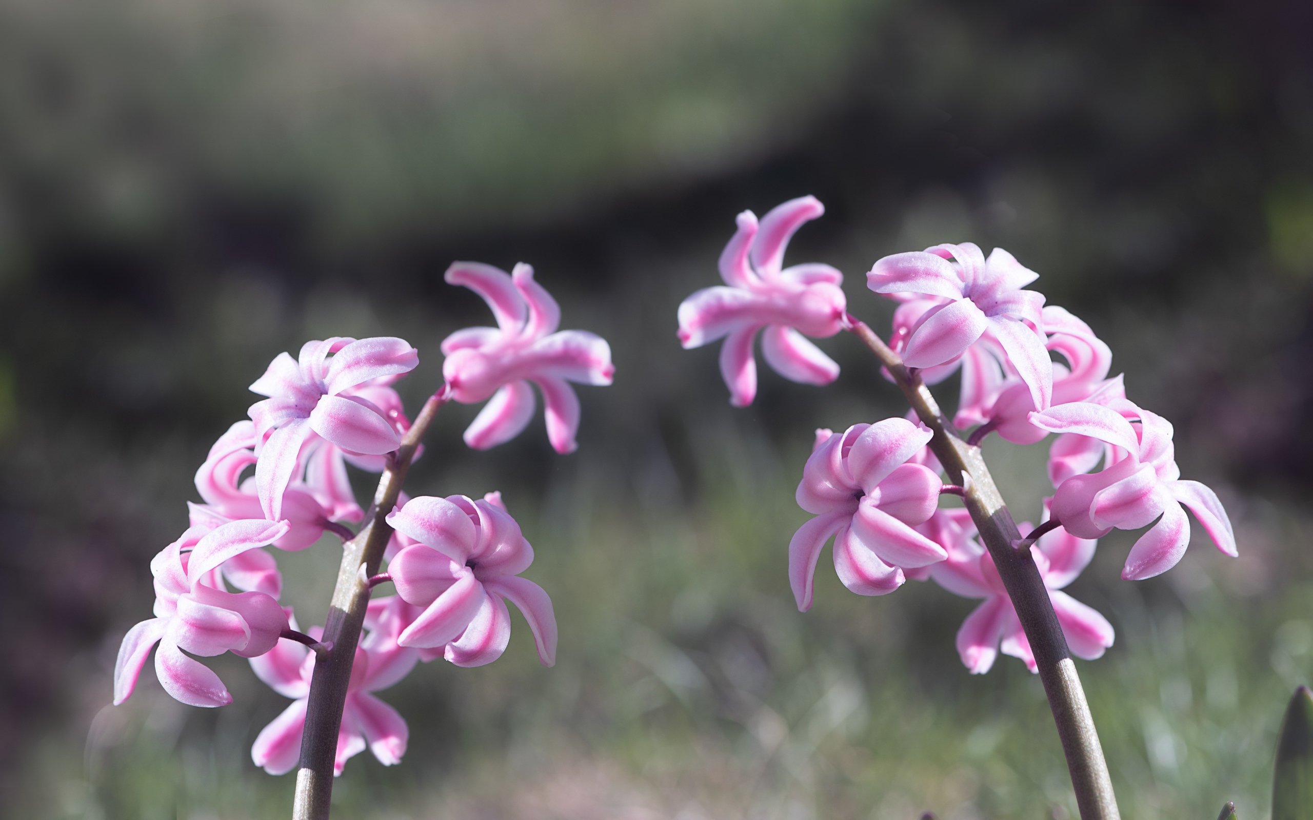 Два розовых цветка гиацинта в лучах солнца 