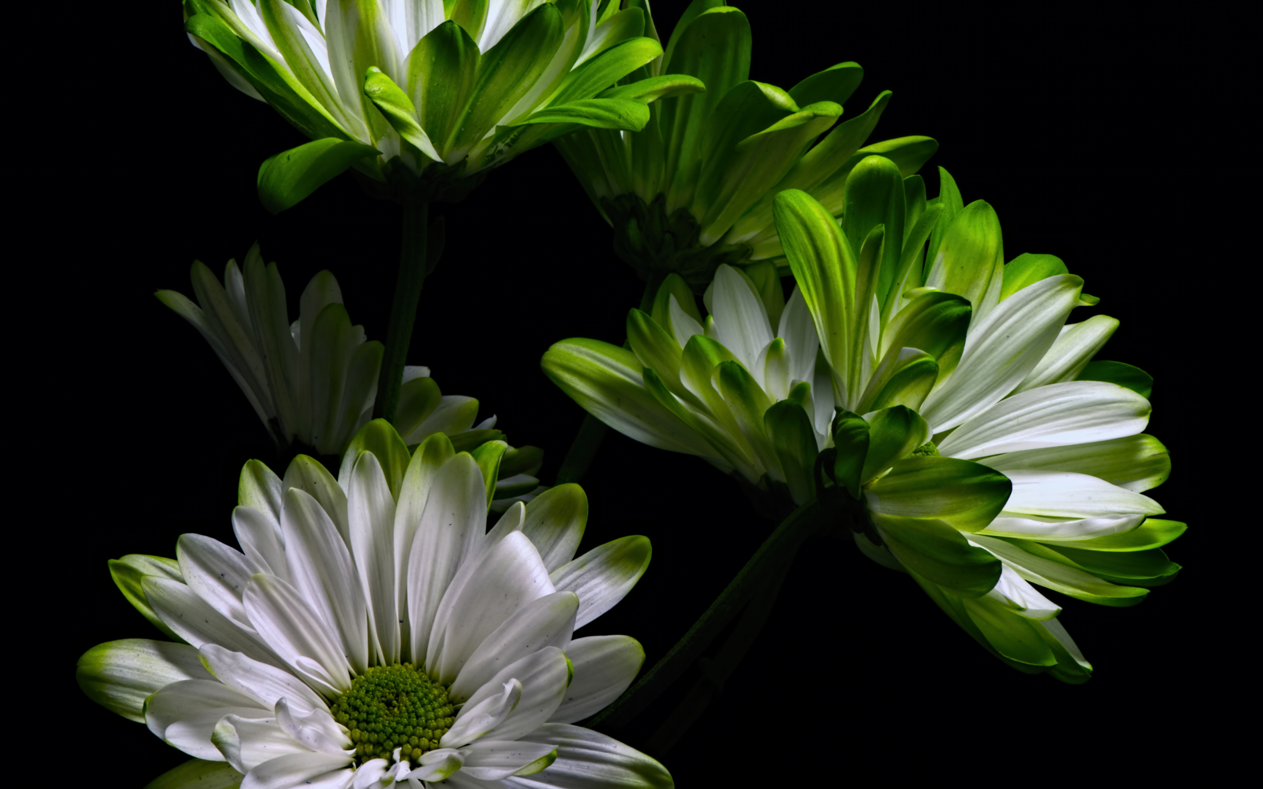 Бело-зеленые цветы хризантемы на черном фоне 
