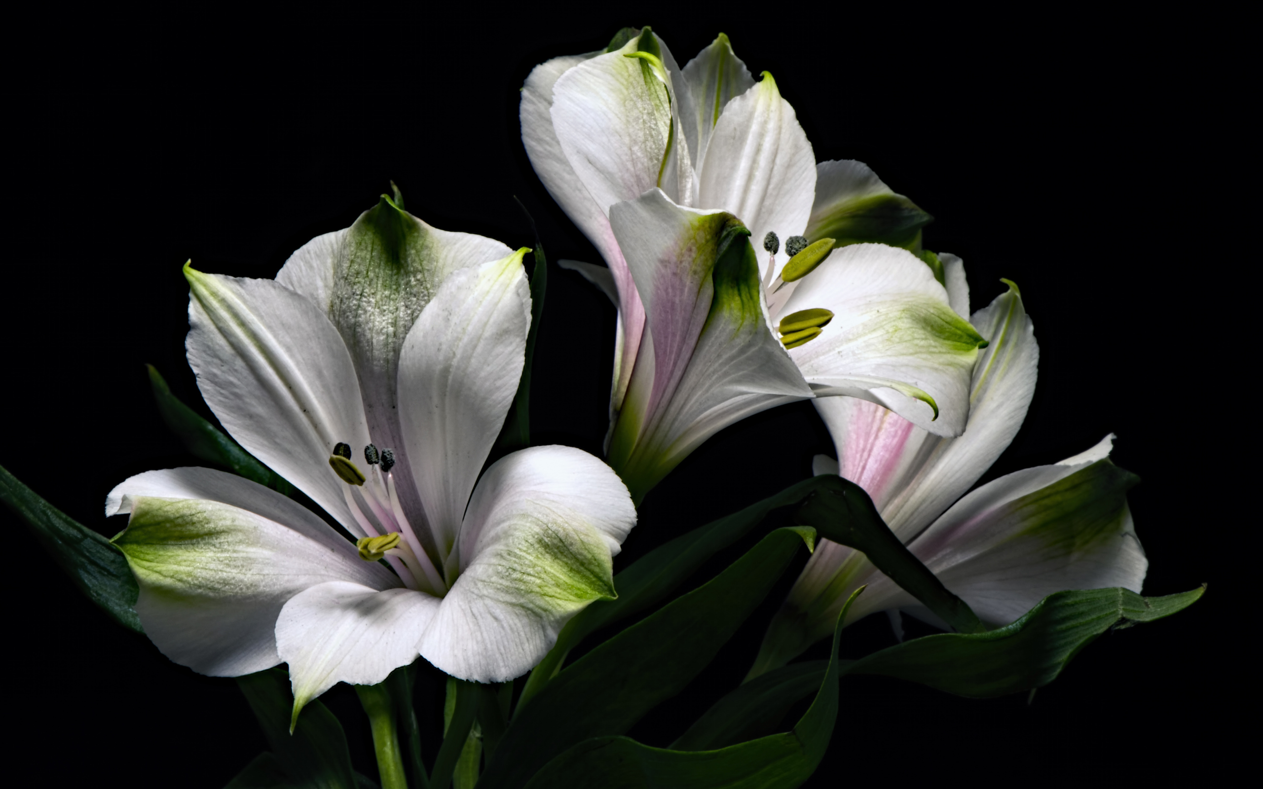 Белые цветы альстромерия с зелеными листьями на черном фоне