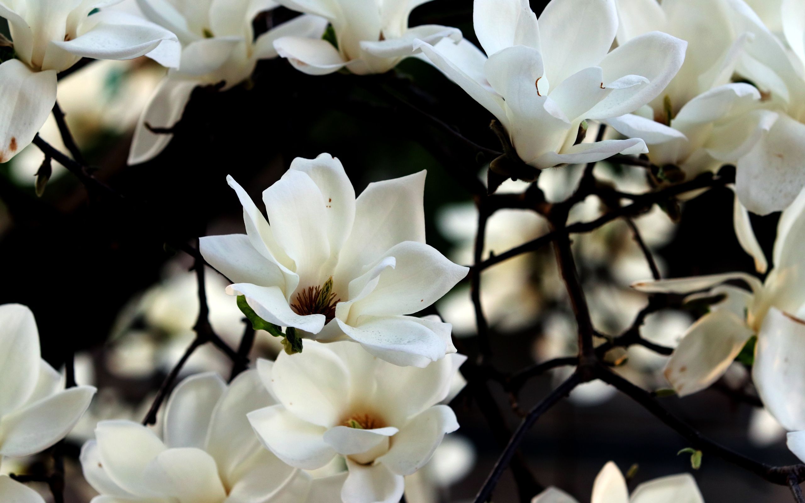 Белые цветы магнолии на ветках 