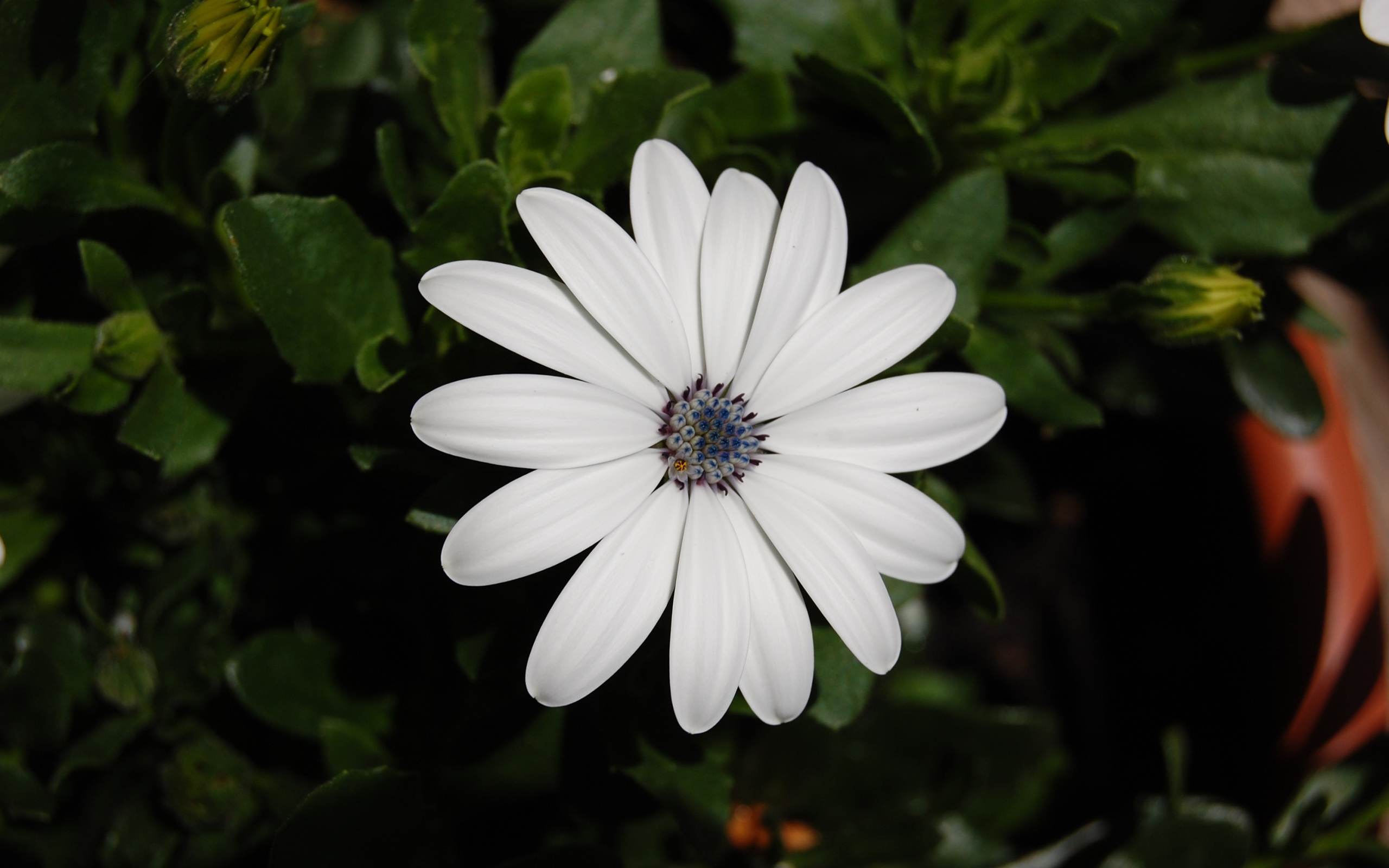 Белый цветок остеоспермум с бутонами 