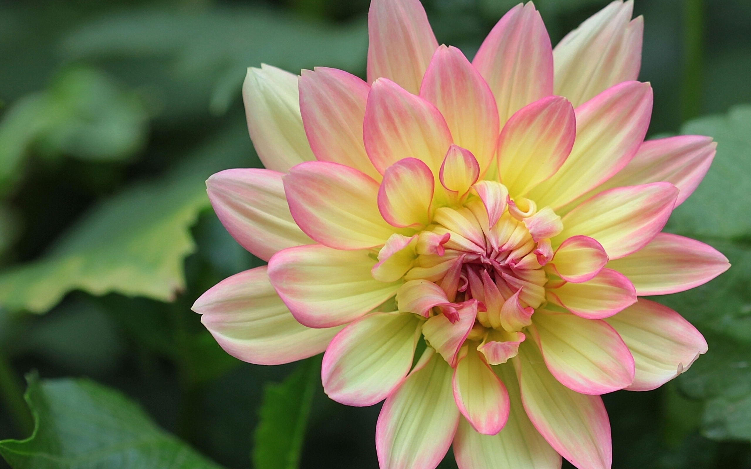 Желтая георгина с розовыми лепестками 