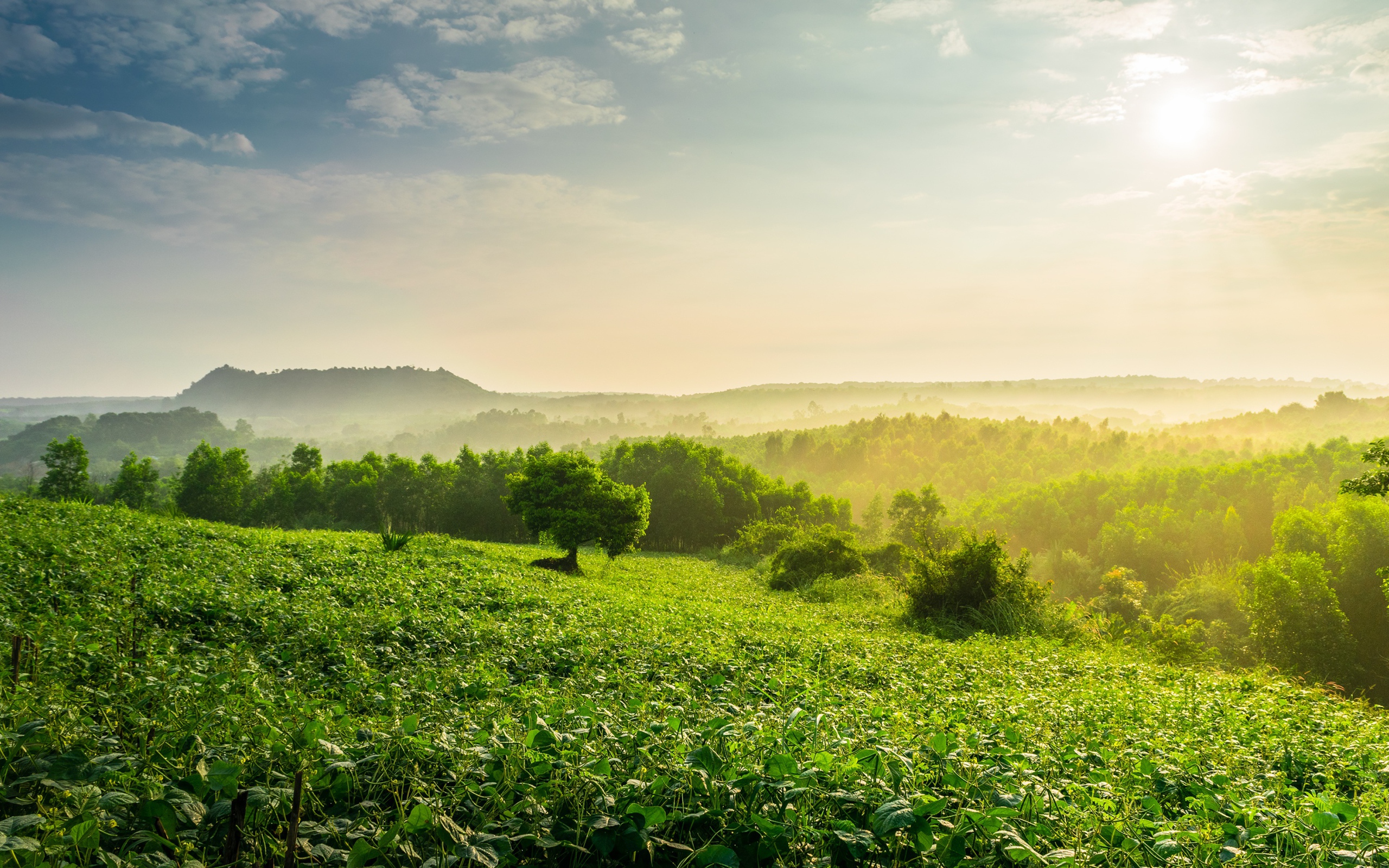 Туман окутал зеленые заросли леса на рассвете