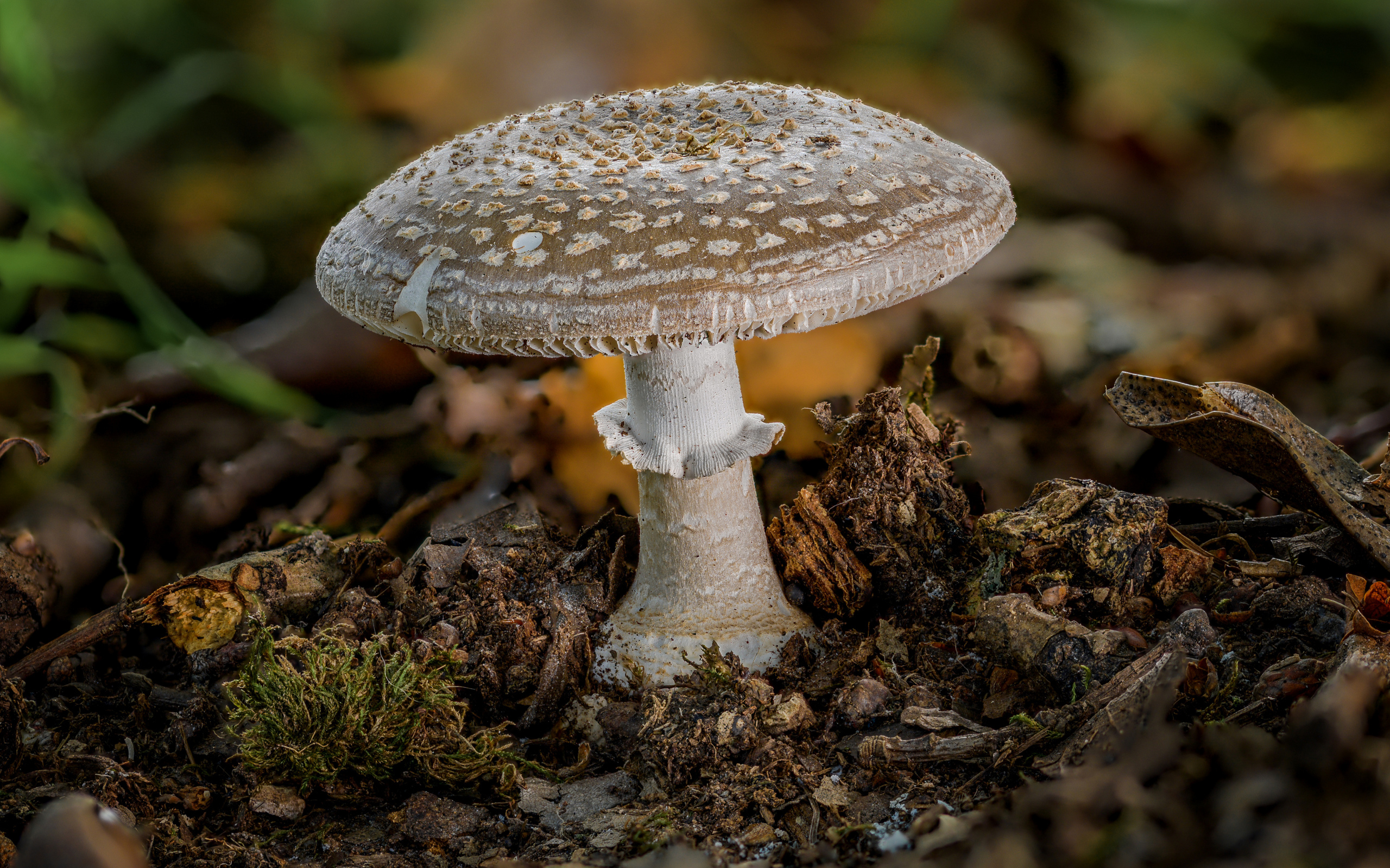 Гриб мухомор в рыхлой земле в лесу 