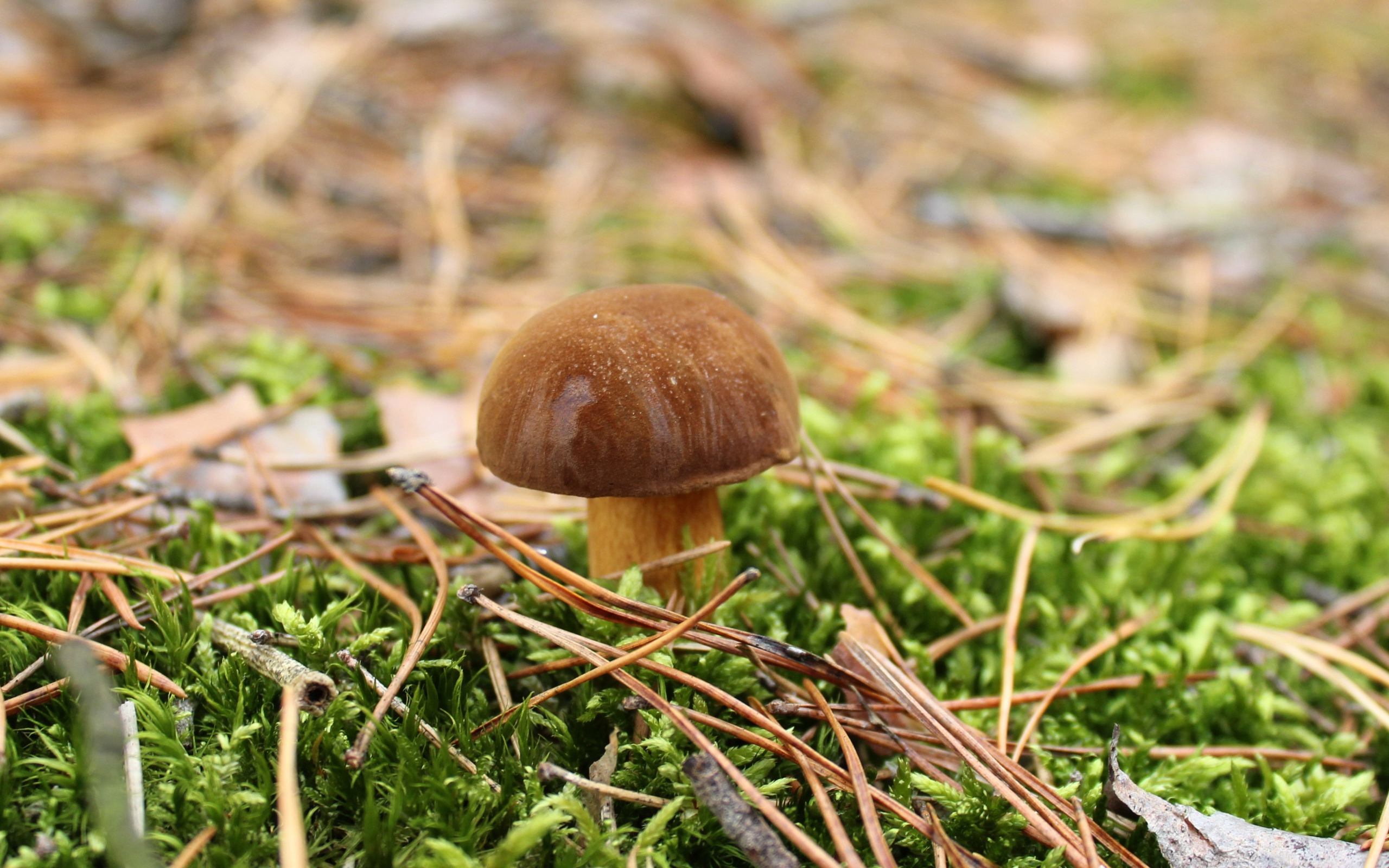 Mushroom grows on grass covered with green moss.