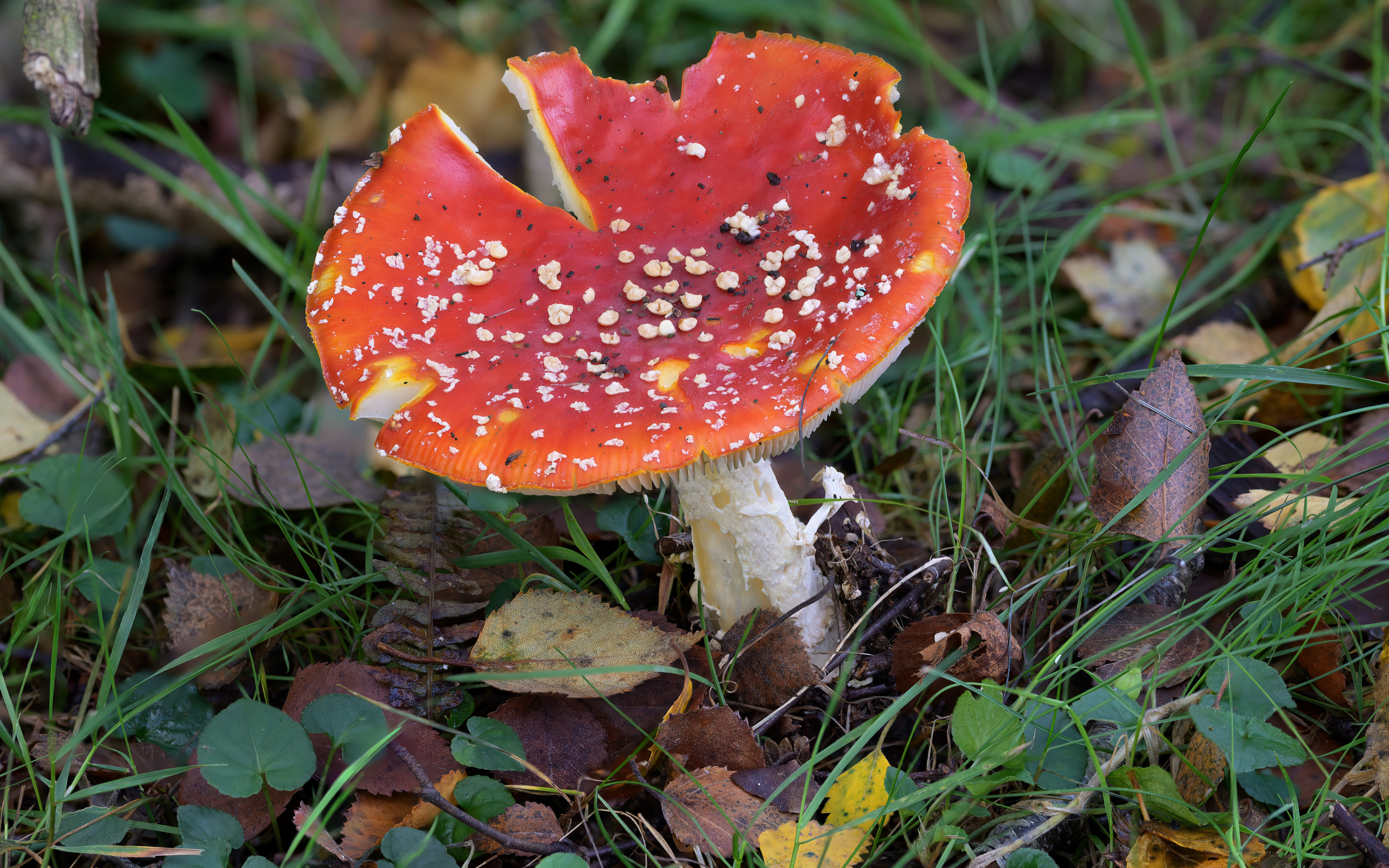 Красный мухомор на земле с опавшими листьями и травой