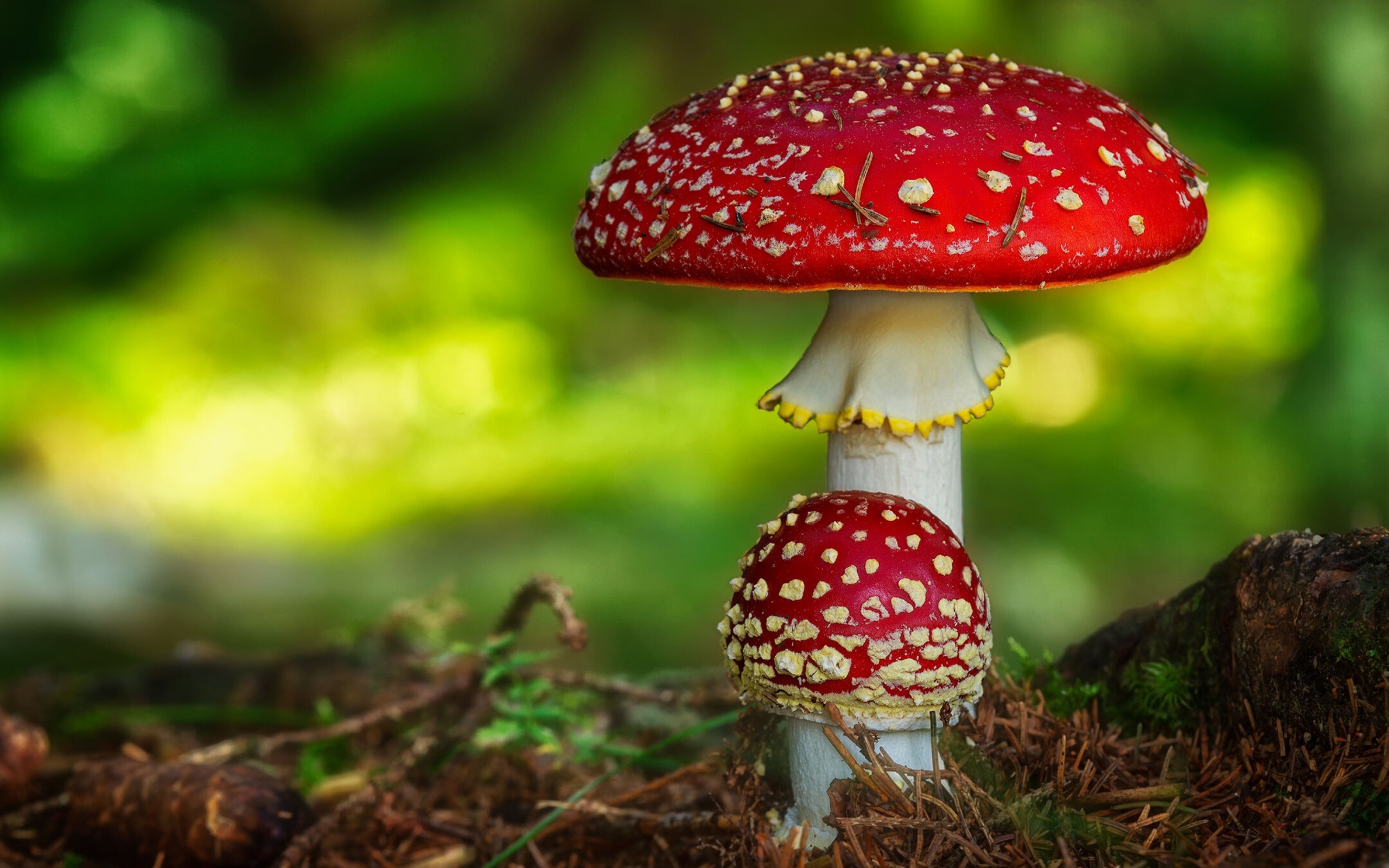 Два красных ярких мухомора растут на земле в лесу