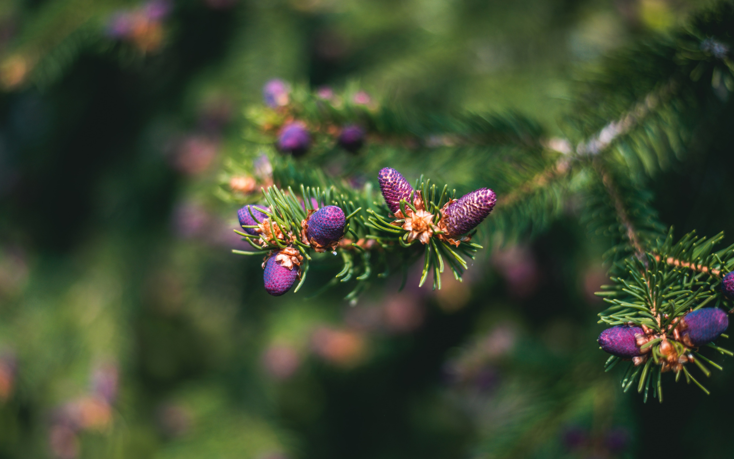 Молодые шишки на зеленой колючей ветке ели