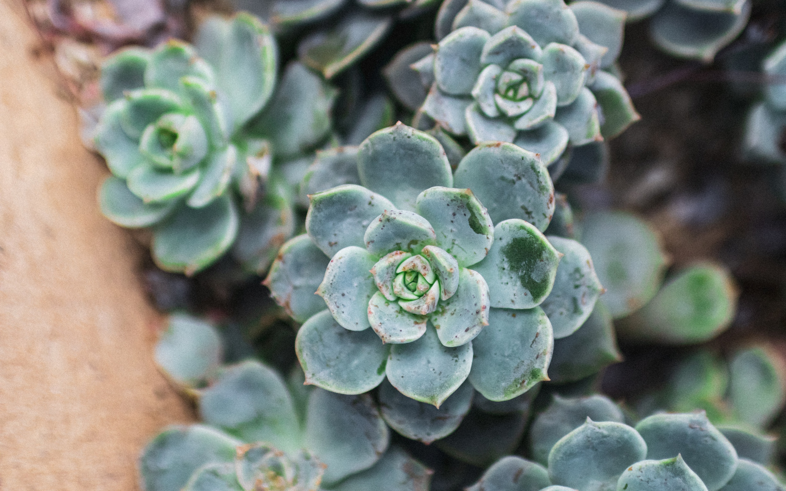 Зеленое растение молодило крупным планом