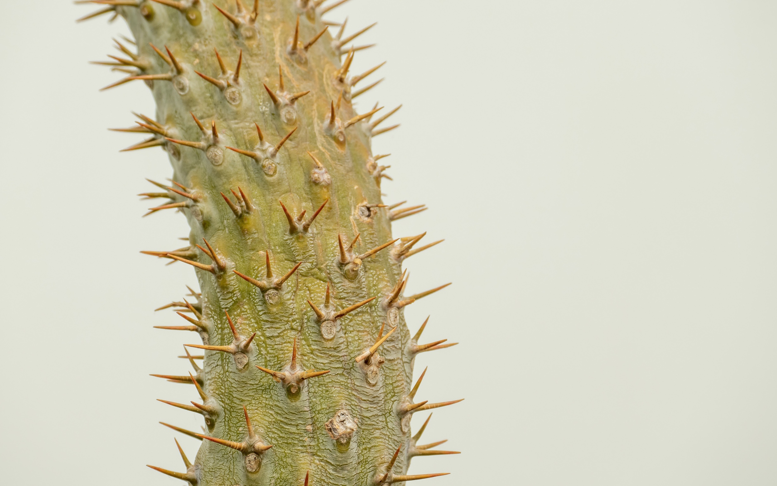 Острые колючки кактуса крупным планом 