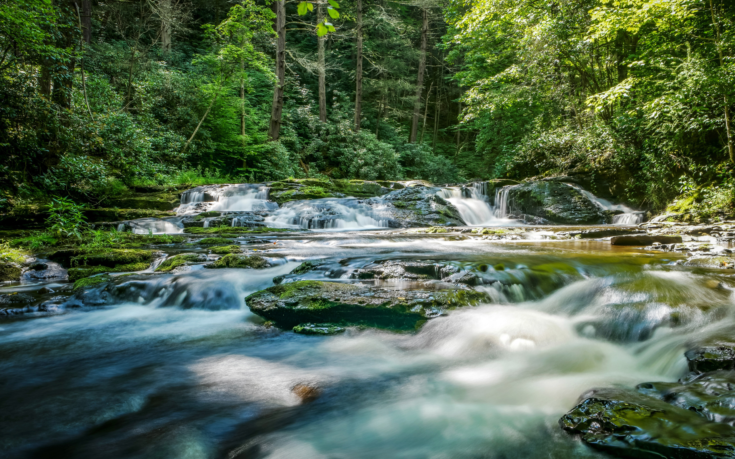 Быстрая река стекает по камням в лесу 