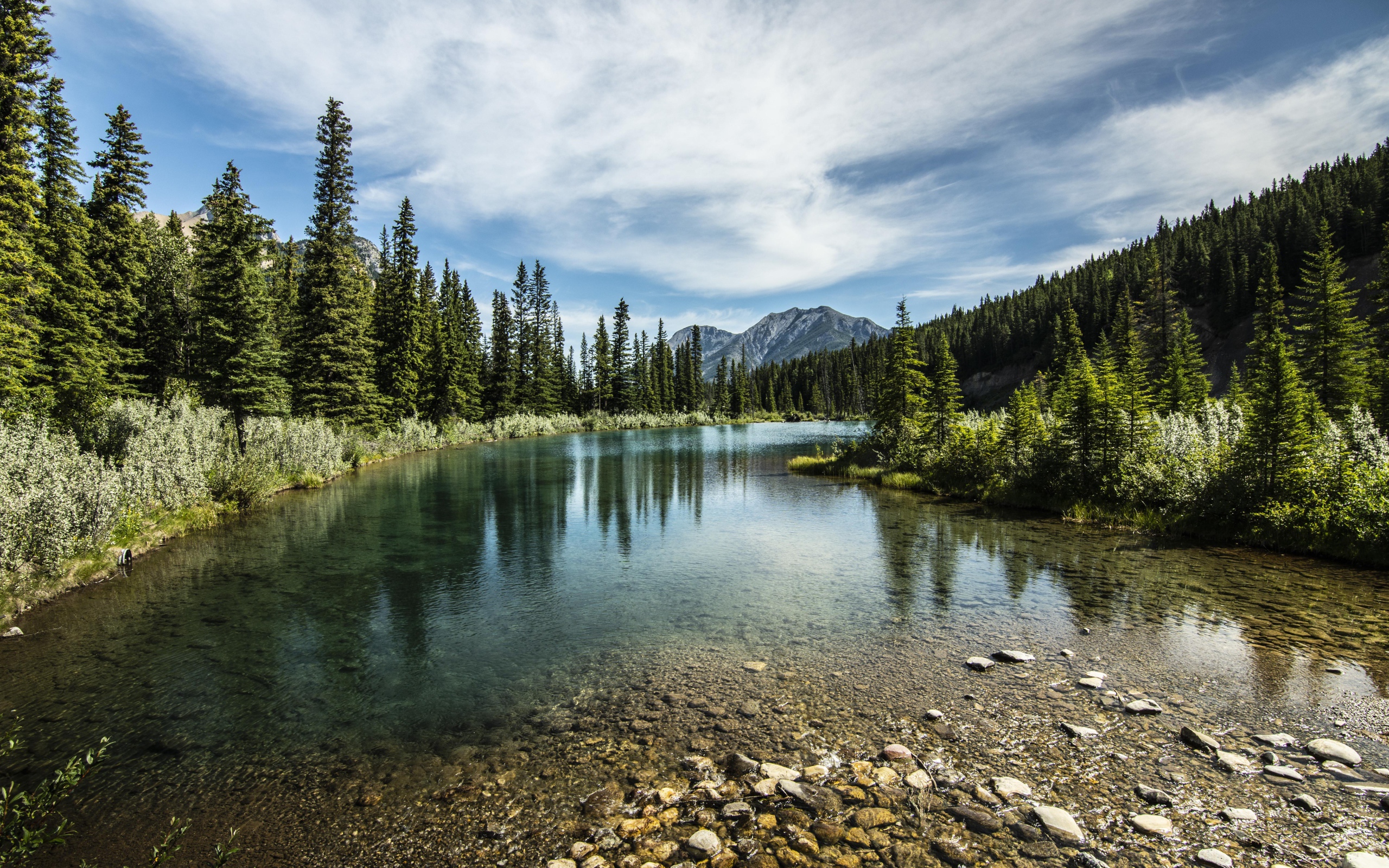 Мелкая река у хвойного леса под красивым небом