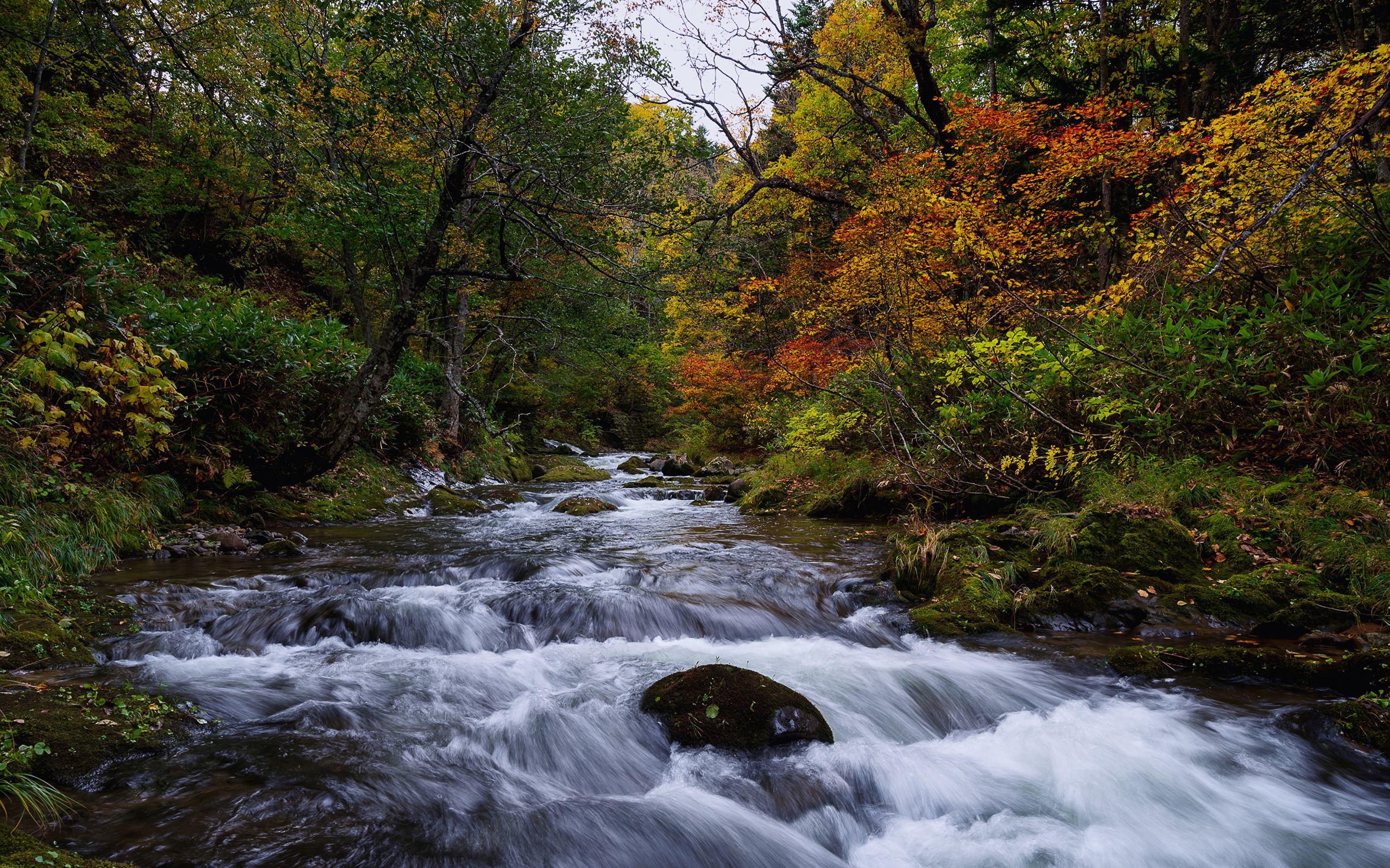 Fast water in a river in a forest in autumn