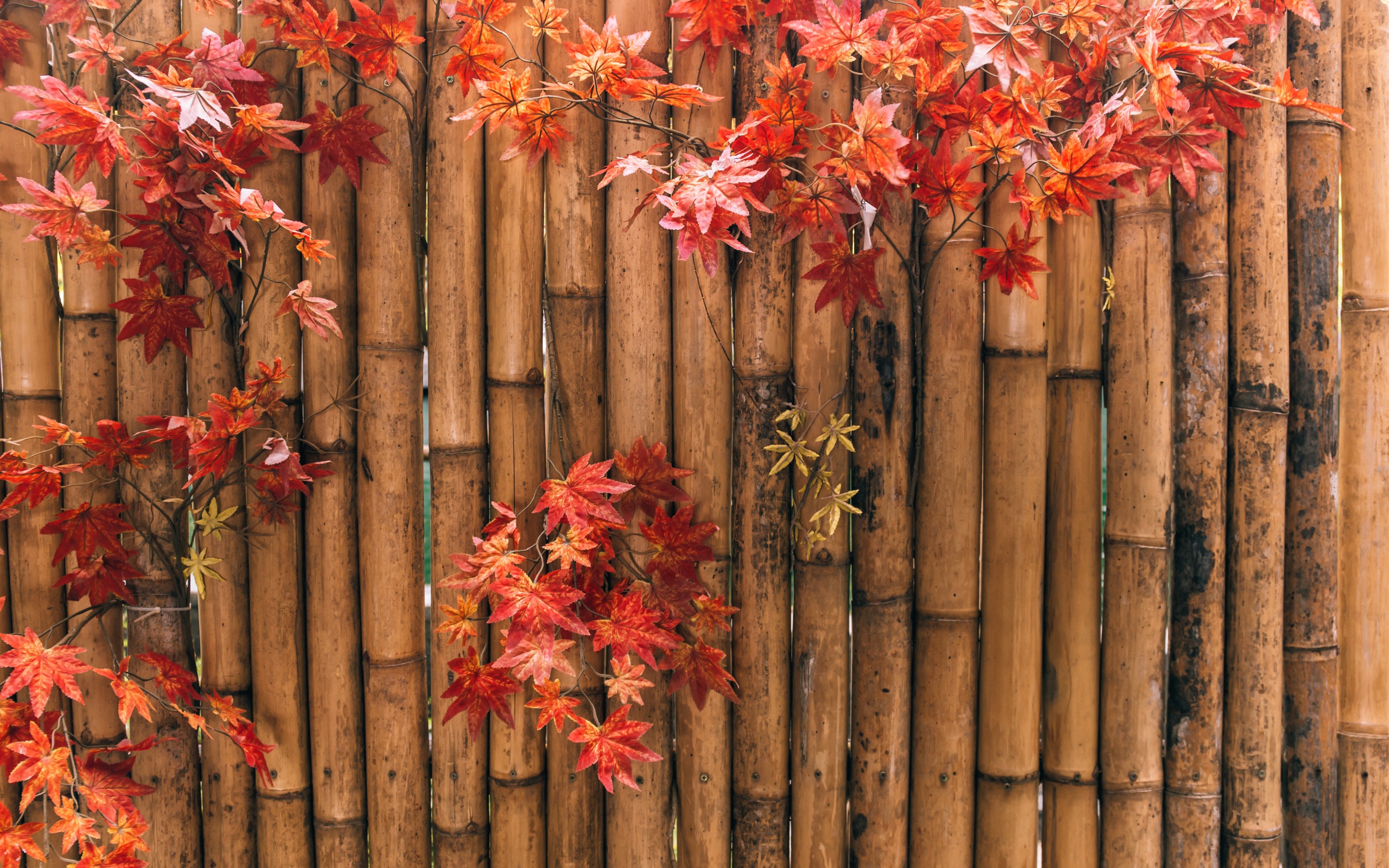 Желтые листья на ограждении из бамбука осенью 