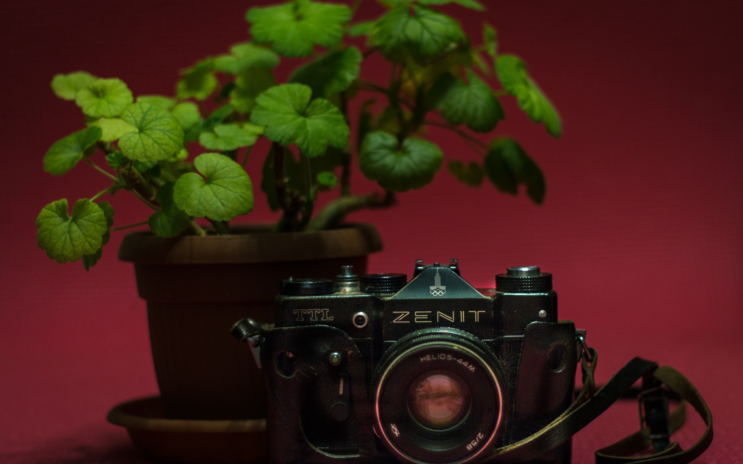 Старый фотоаппарат zenit на столе с цветком герани
