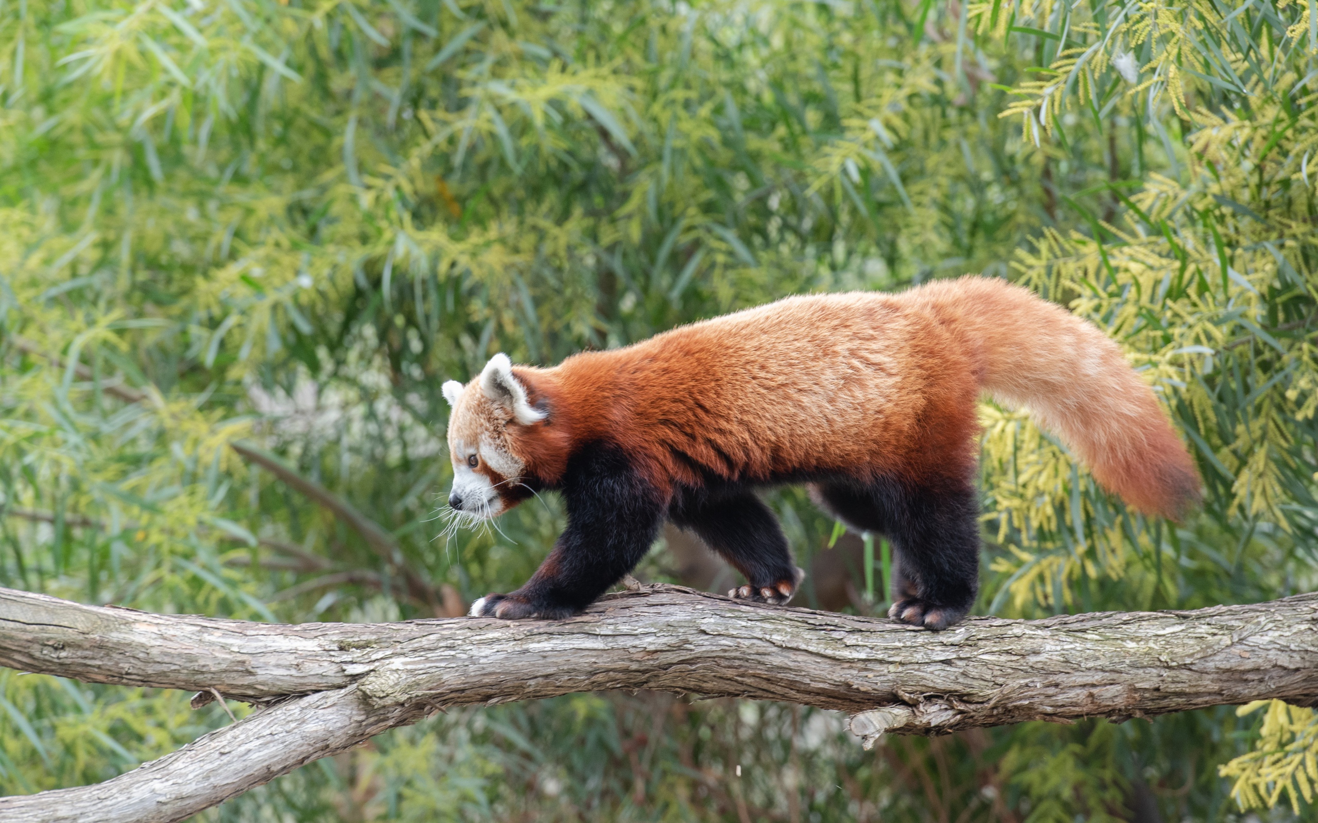 Красная панда гуляет по дереву 