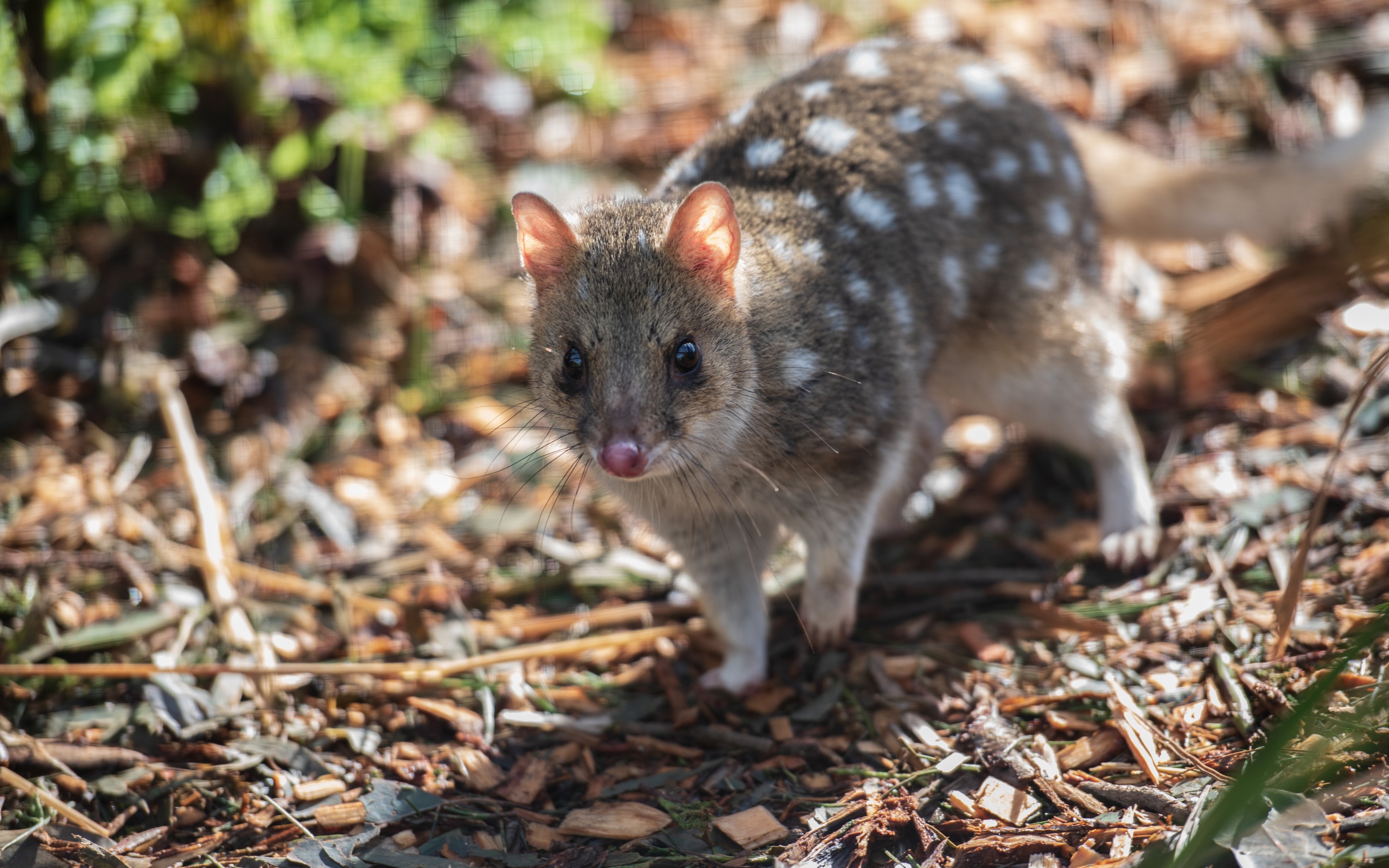 Крапчатая сумчатая куница на земле 