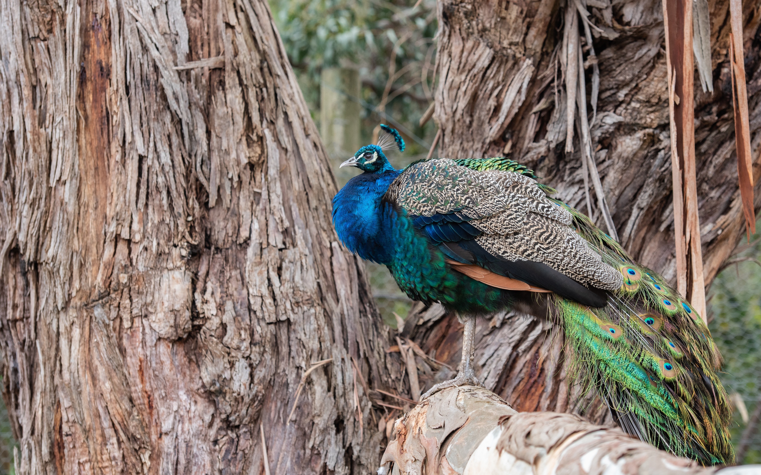 Большой фазан сидит на дереве