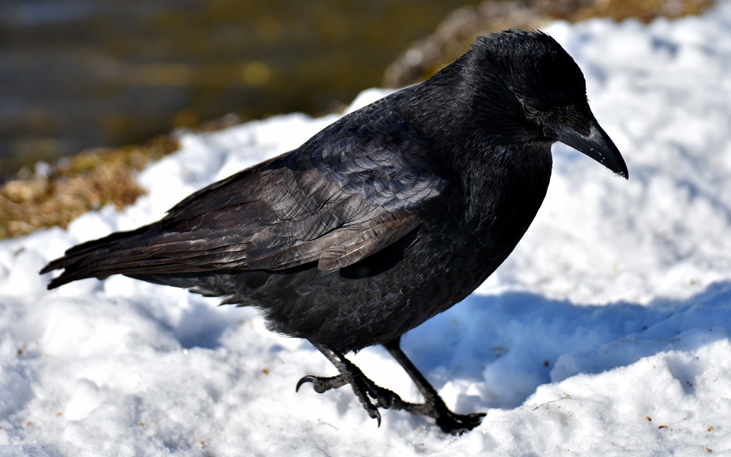 Черный ворон стоит на холодном снегу 