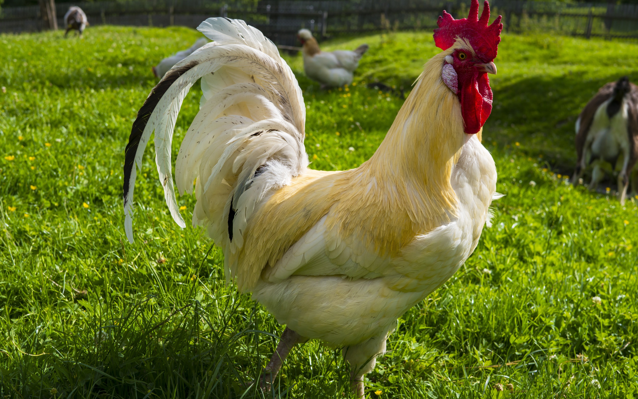 Красивый белый домашний петух на зеленой траве 